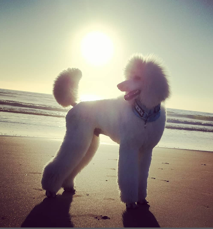 A poodle standing on a beach during sunset with the ocean in the background.