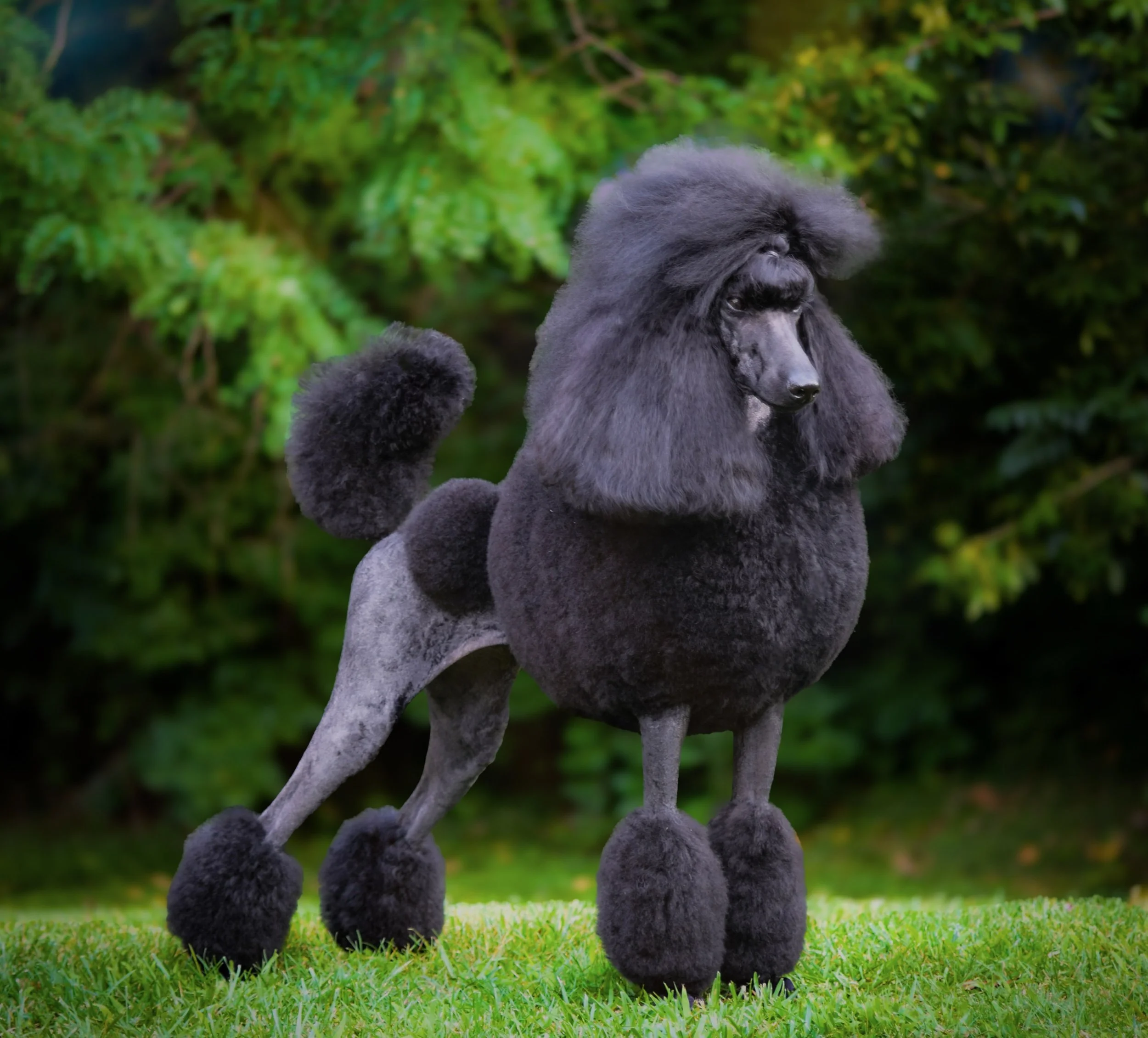 A poodle with a groomed coat and fluffy pom-poms on paws, tail, and head, standing on grass with green foliage in the background.