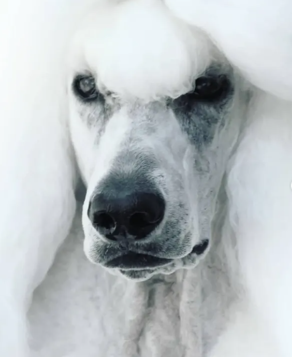 Close-up of a white dog with dark eyes and a black nose, looking directly at the camera.