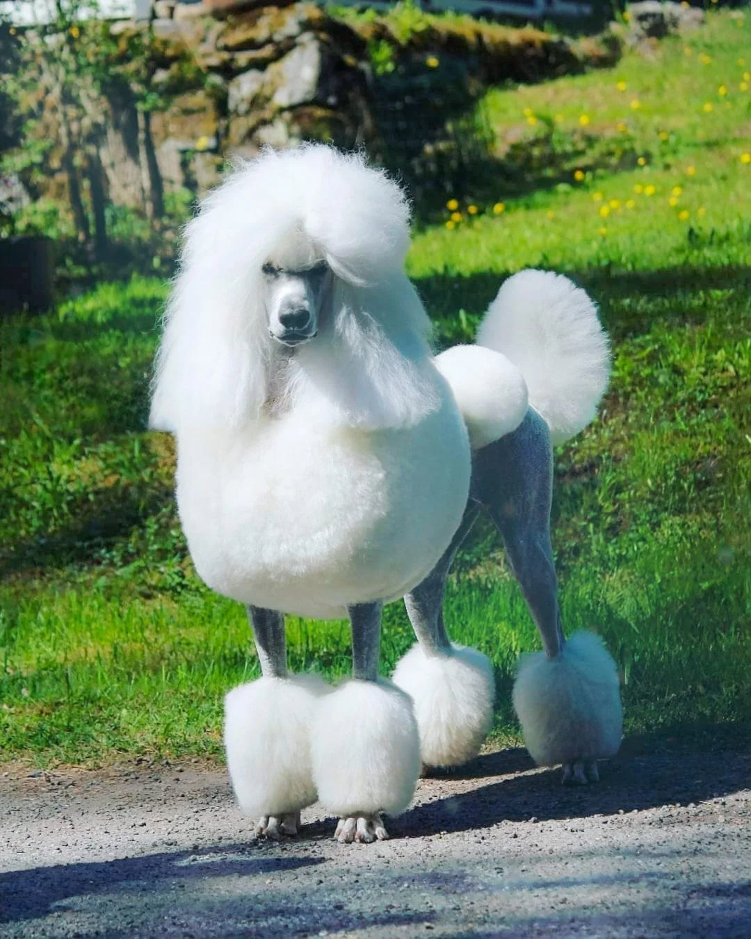 A white poodle with a fluffy coat standing outdoors on grass with a rocky background.