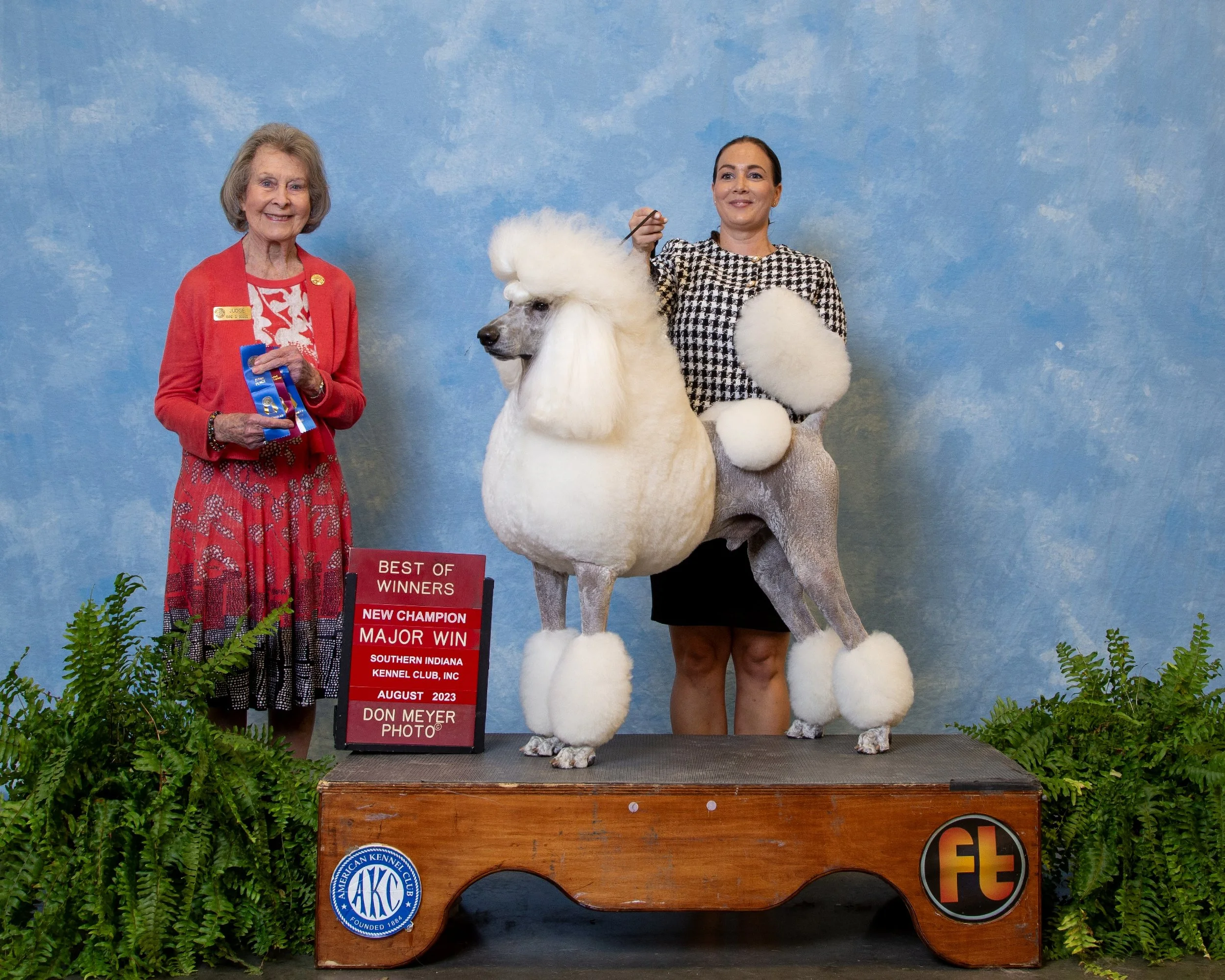 A woman in a black skirt and checkered top posing with a large, well-groomed white poodle on a wooden platform, with a woman in red holding an award ribbon beside them, and a sign indicating a major win at a dog show. The background is a light blue textured wall, and there are green ferns on either side of the platform.