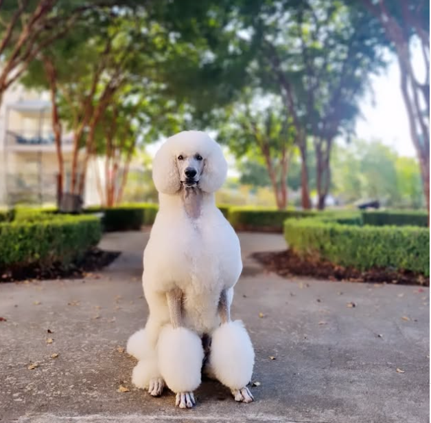 A white poodle sitting on a paved pathway in a park with trees and bushes in the background.