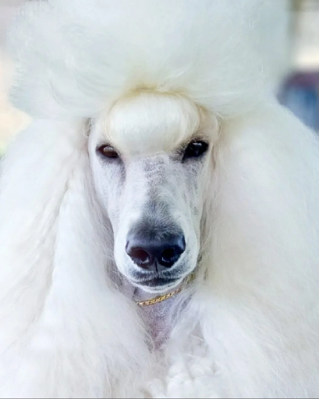 Close-up of a white Afghan Hound dog with long fur and a curly tail, wearing a gold chain collar.