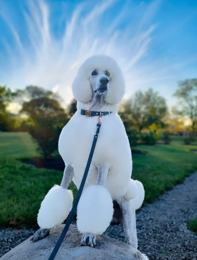 A dog dressed in a poodle costume with fluffy white fur, sitting outdoors on a rock during daylight, with trees and a blue sky in the background.