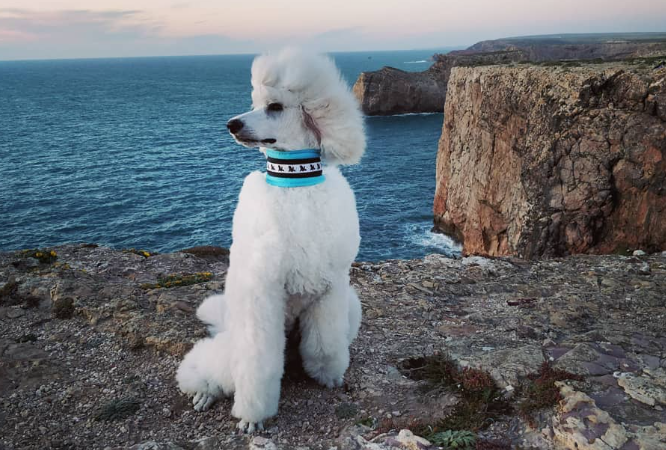 White poodle sitting on rocky cliffside overlooking the ocean.