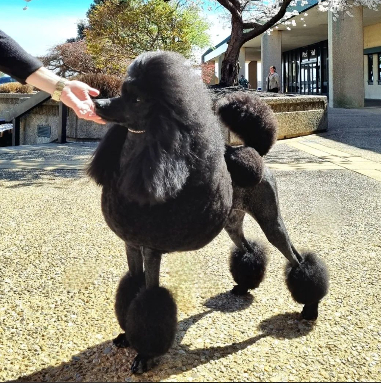 A black poodle dog with groomed, fluffy fur standing outdoors on a paved area, touching noses with a person whose hand is extended towards it.