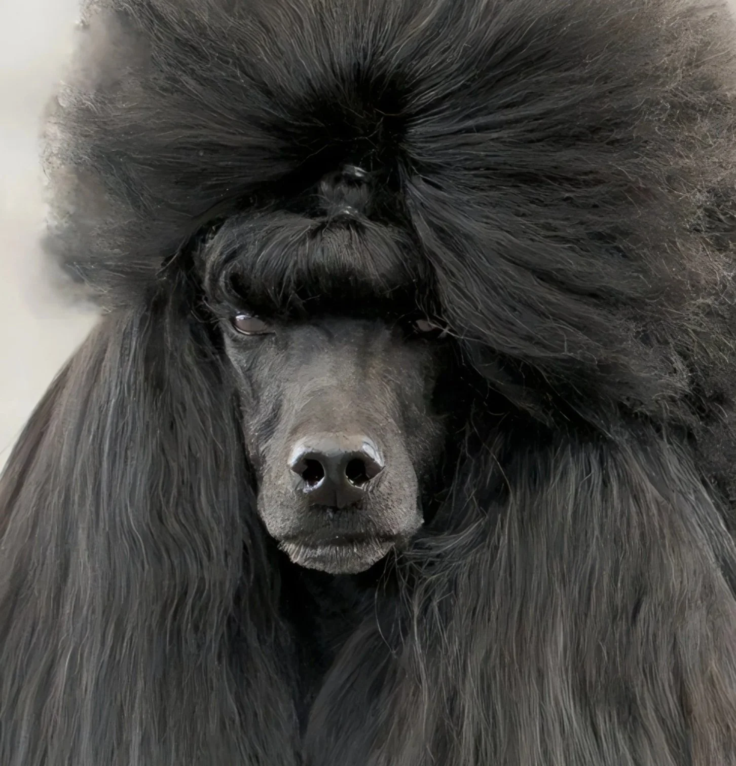 Close-up of a black poodle with fluffy, textured fur covering its eyes and a smooth face, showing its nose and mouth.
