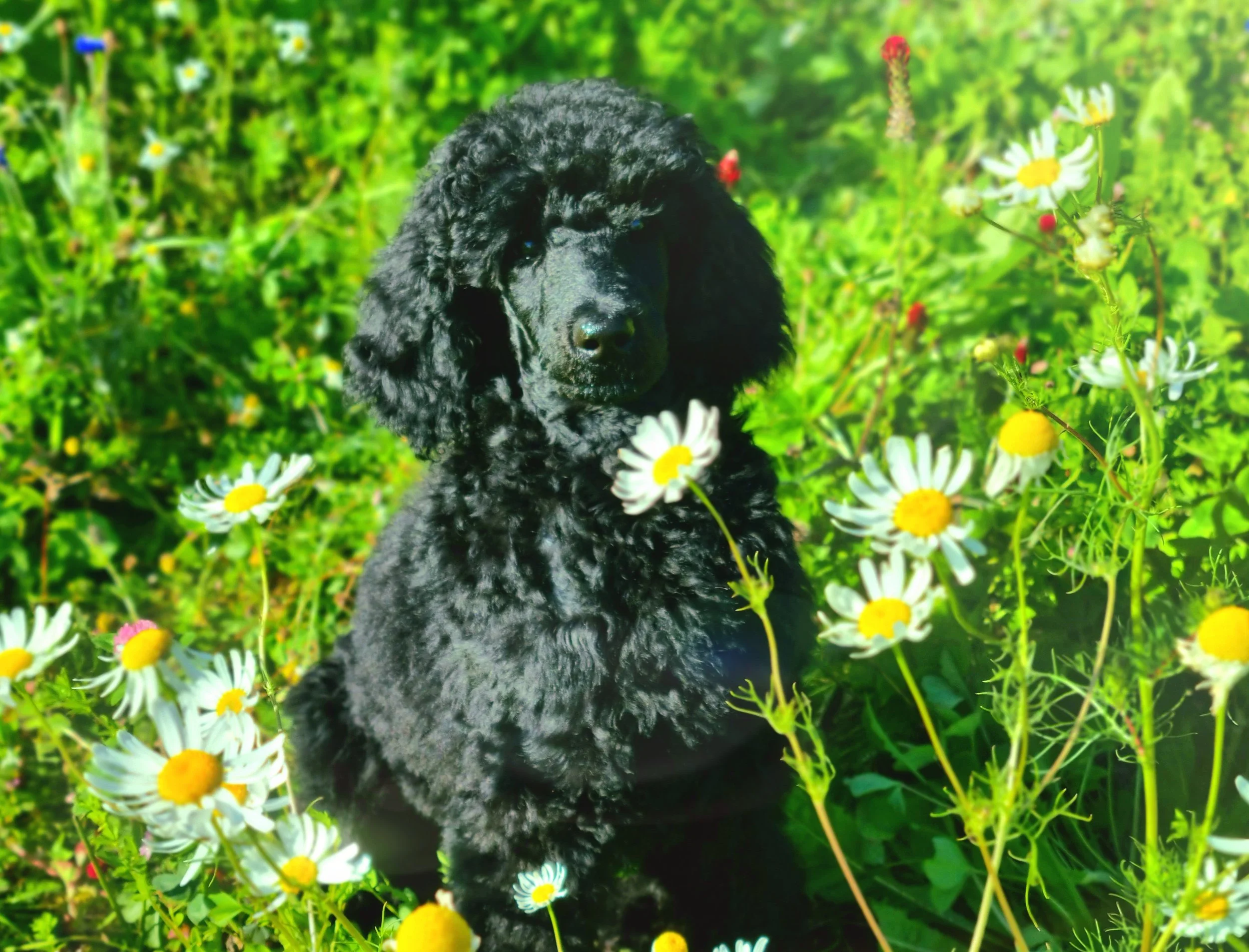 A black puppy with curly fur in a field of daisies and other wildflowers.