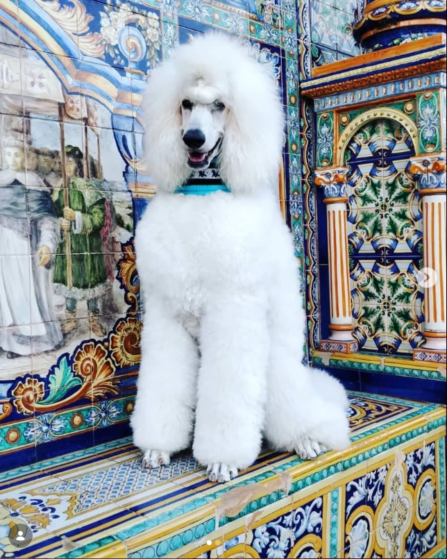 A white poodle dog sitting in front of a colorful, ornate tile wall with artistic patterns and a mural of people dressed in historical clothing.