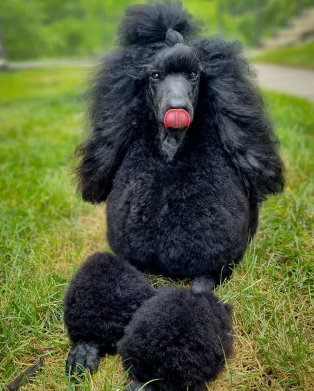 A black poodle sitting on grass, with its tongue out, in a park with green trees in the background.