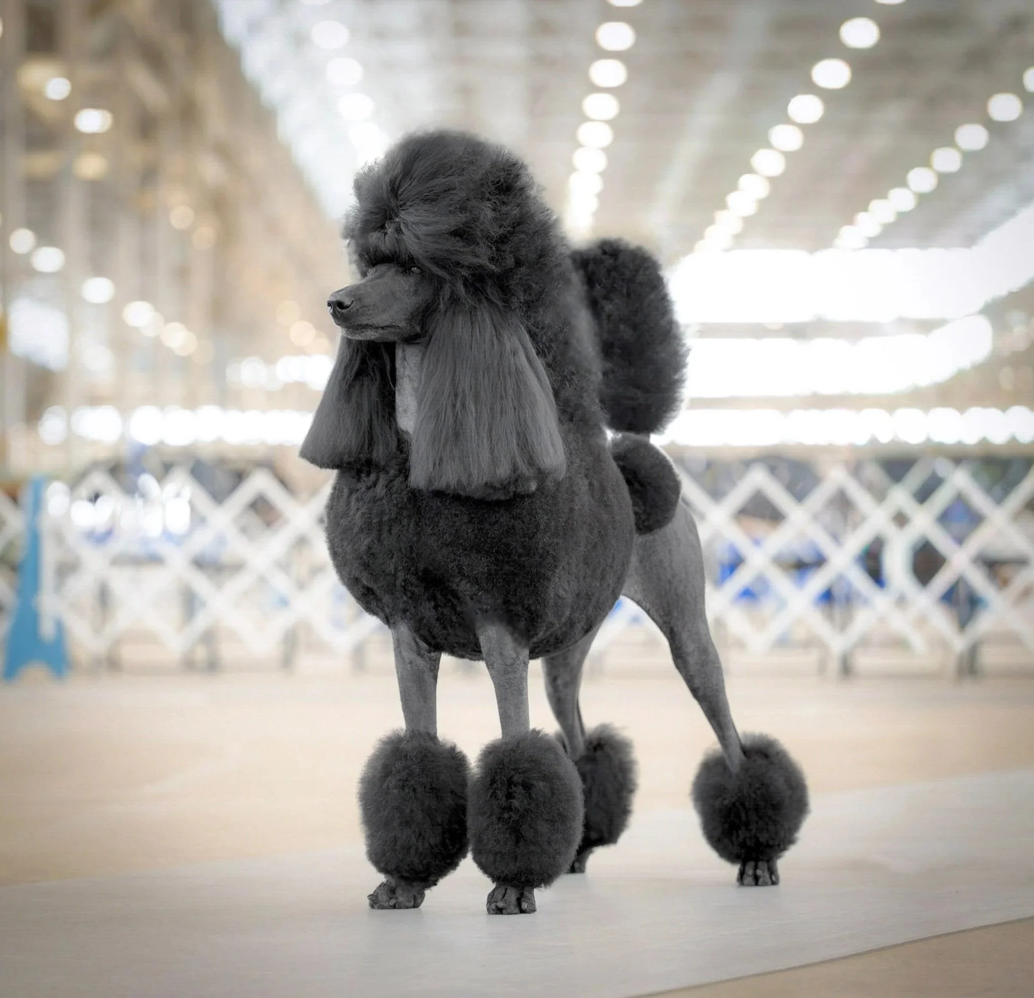 Black poodle with fluffy pom-poms on paws, ears, and tail, standing in an indoor dog show or grooming event.