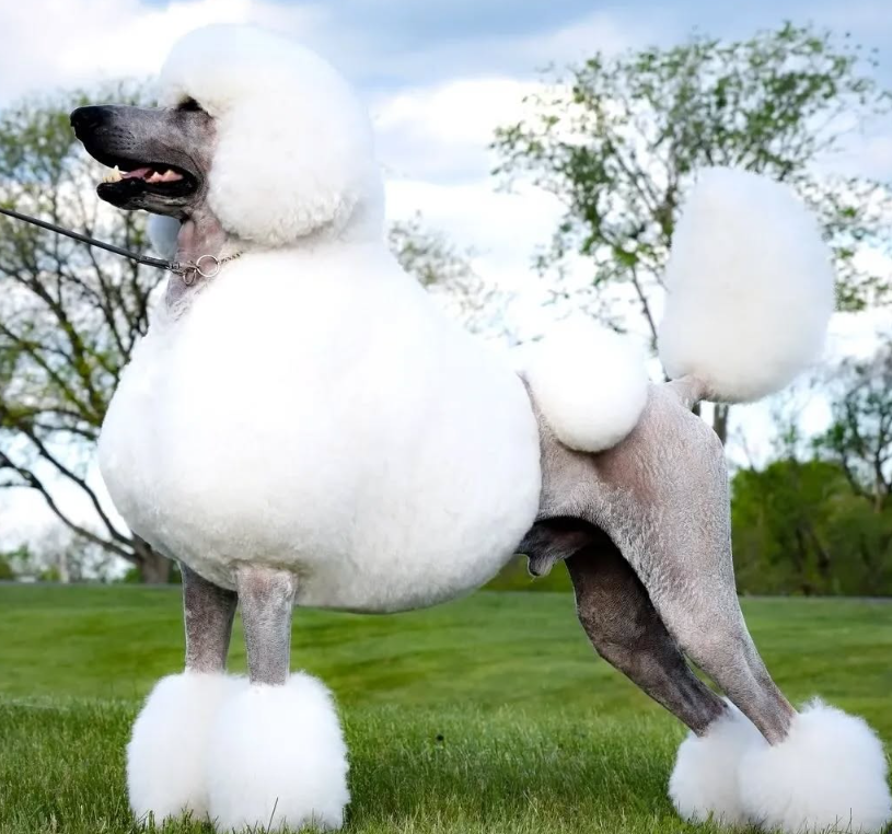 A dog dressed in a poodle costume with fluffy white fur and pom-poms, standing on grass with trees and clouds in the background.
