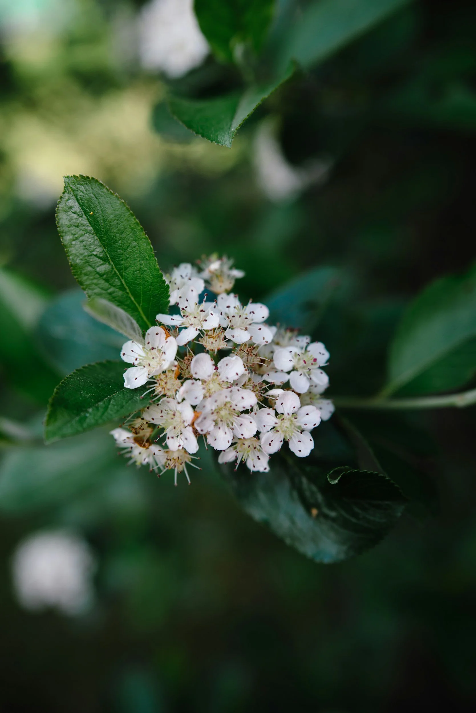 Close-up of a cluster of small white flowers with dark stamens on a green leafy plant.