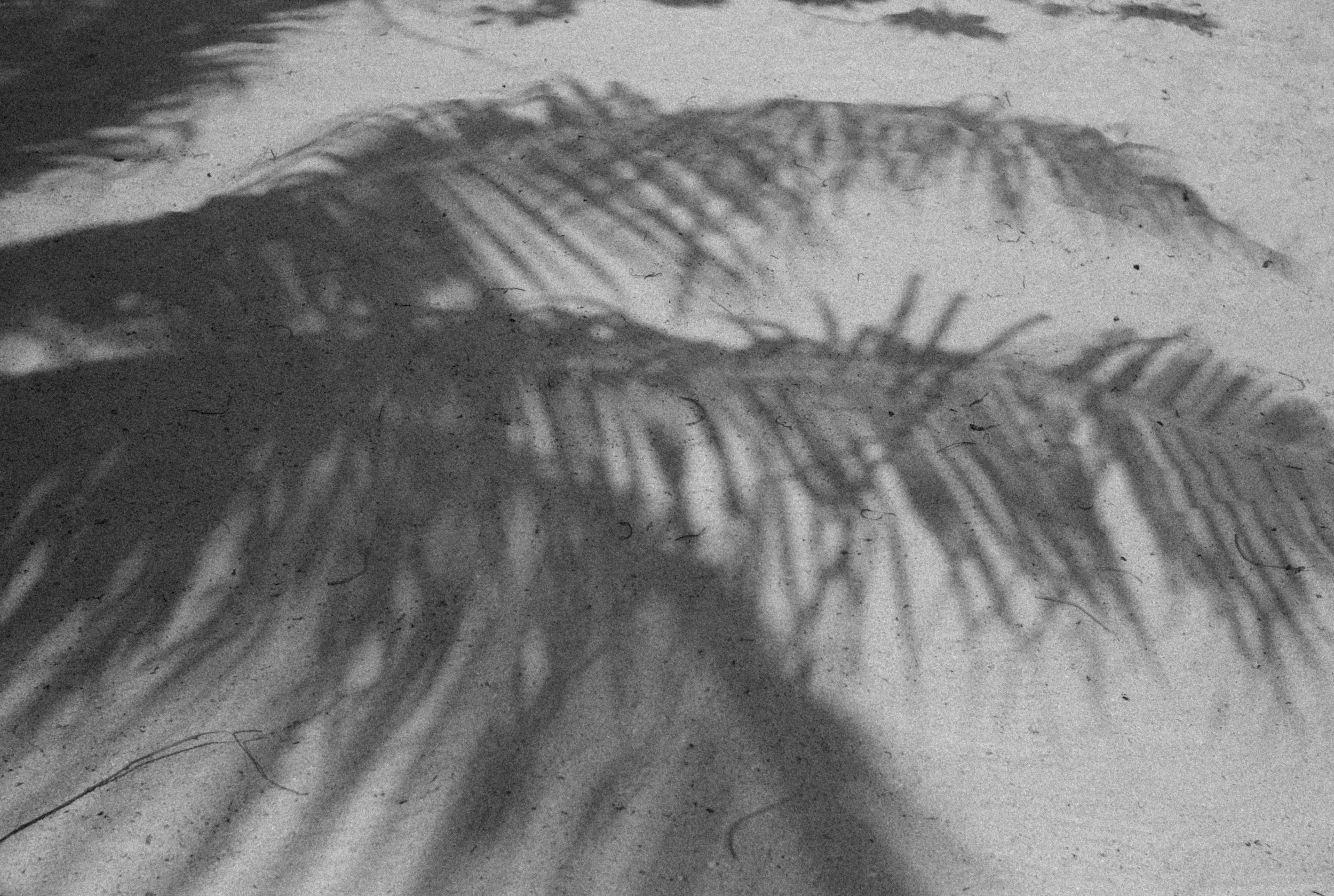 Shadow of a palm leaf on sandy ground.