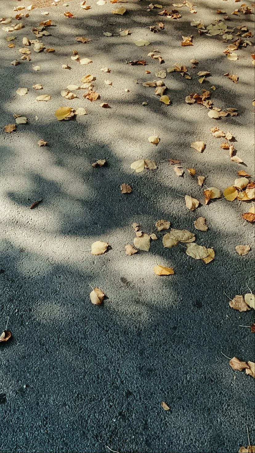 Dried autumn leaves scattered on a textured asphalt surface with shadows cast by tree branches.
