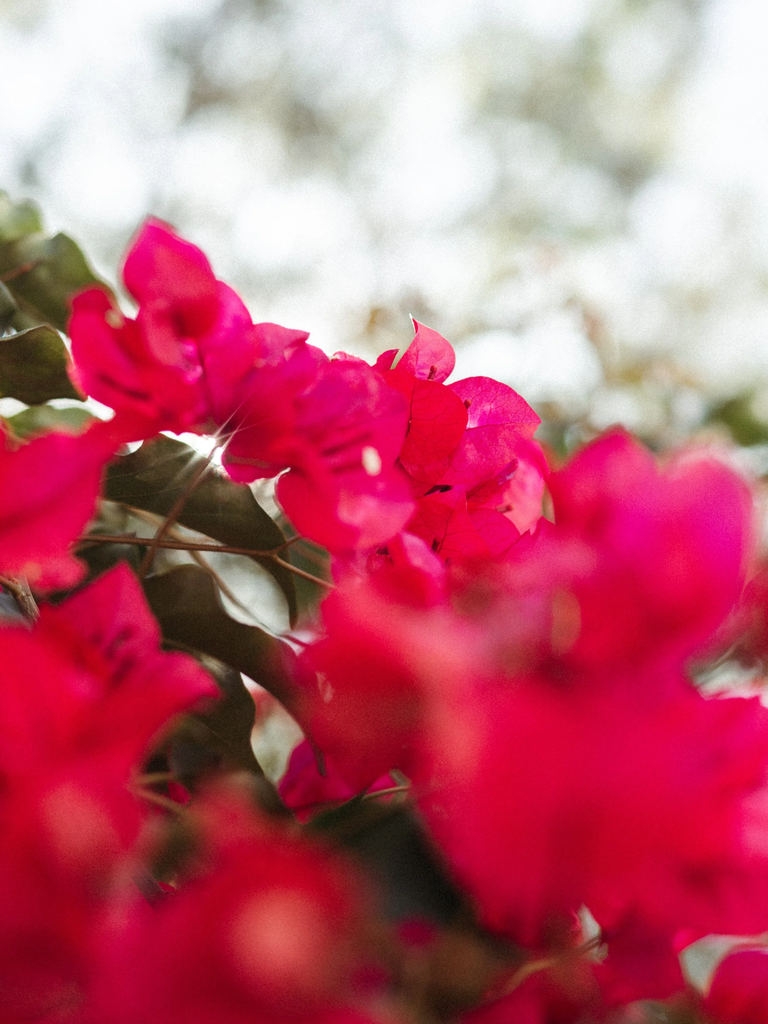 Close-up of bright pink bougainvillea flowers. My practice includes EMDR therapy adults, online EMDR therapy, and EMDR trauma therapy with a virtual EMDR therapist and EMDR for trauma support for clients seeking a California EMDR therapist.
