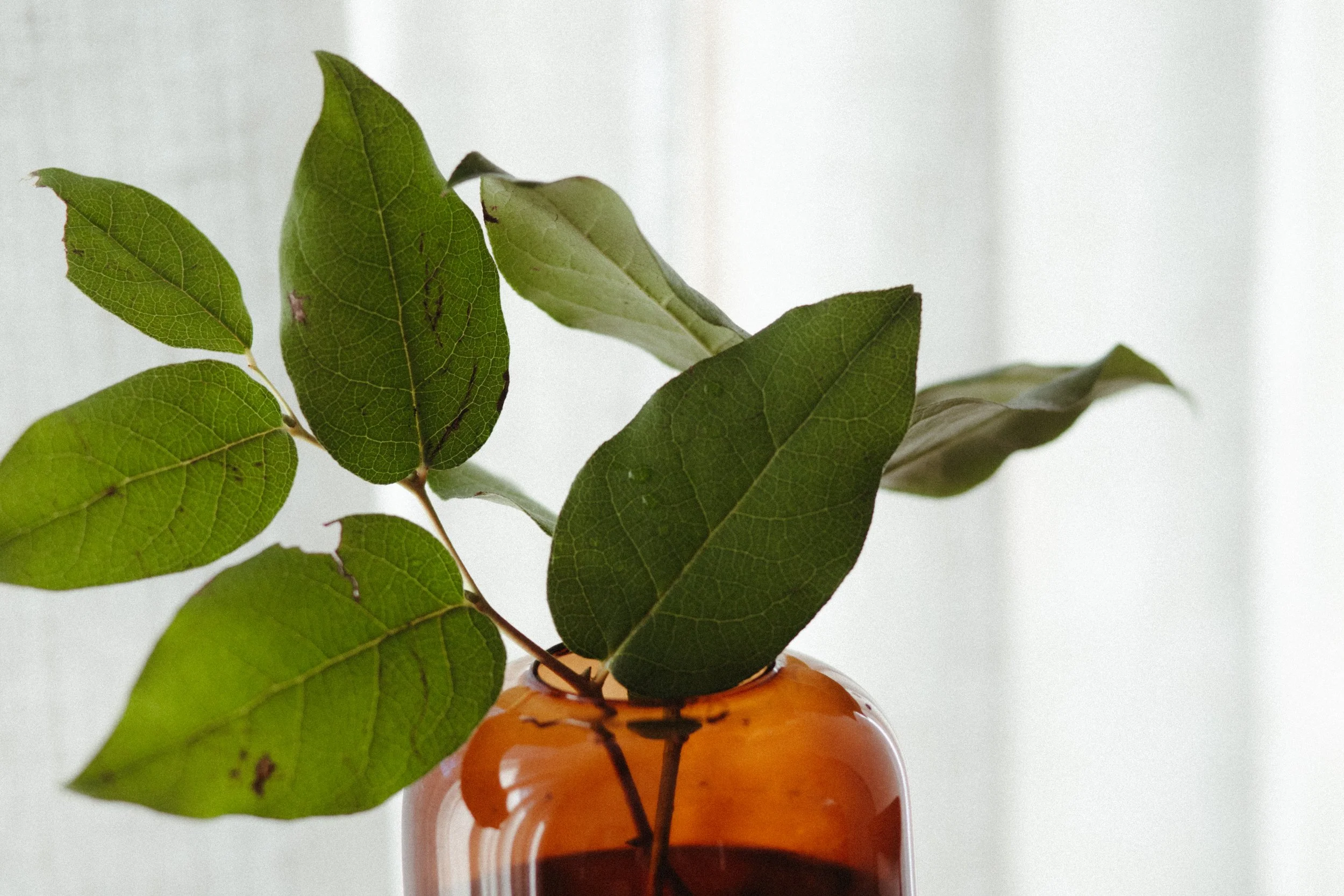 Green leaves in an orange glass vase. I provide religious trauma therapy with a religious trauma therapist for church hurt therapy, faith deconstruction therapy, and spiritual trauma therapy, supporting clients in healing trauma exvangelical.