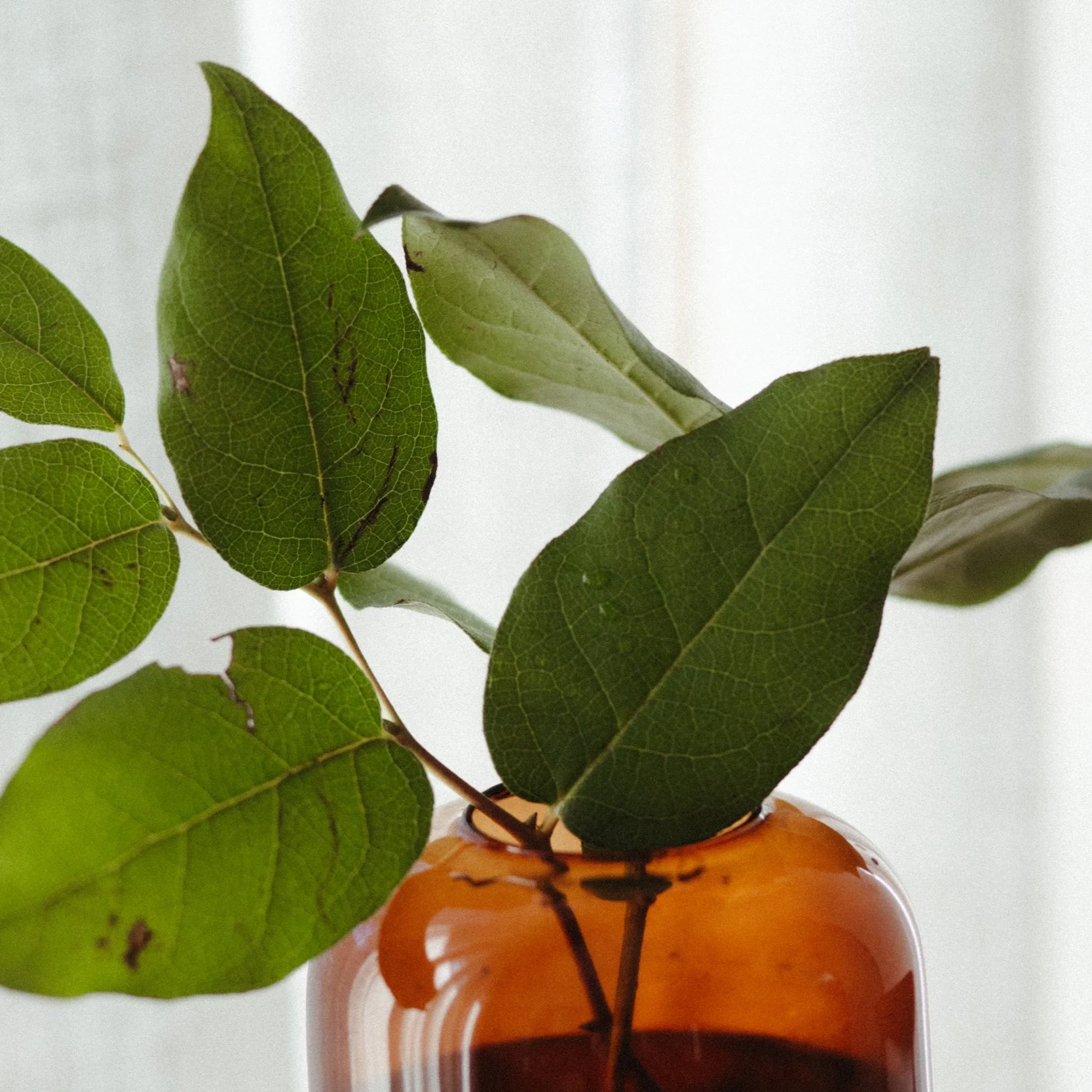 Close-up of green leaves in an amber glass vase.