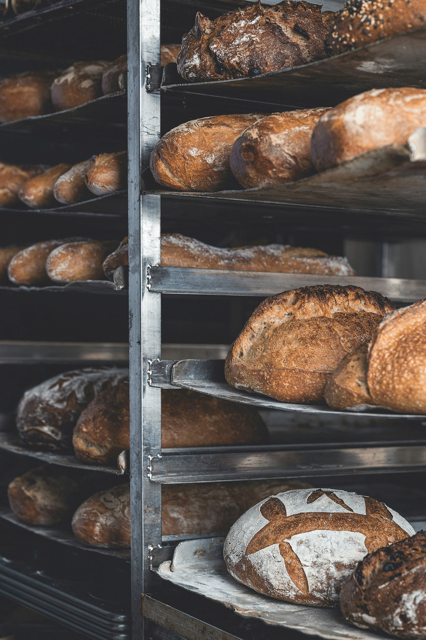 Several loaves of freshly baked bread on metal shelves in a bakery.