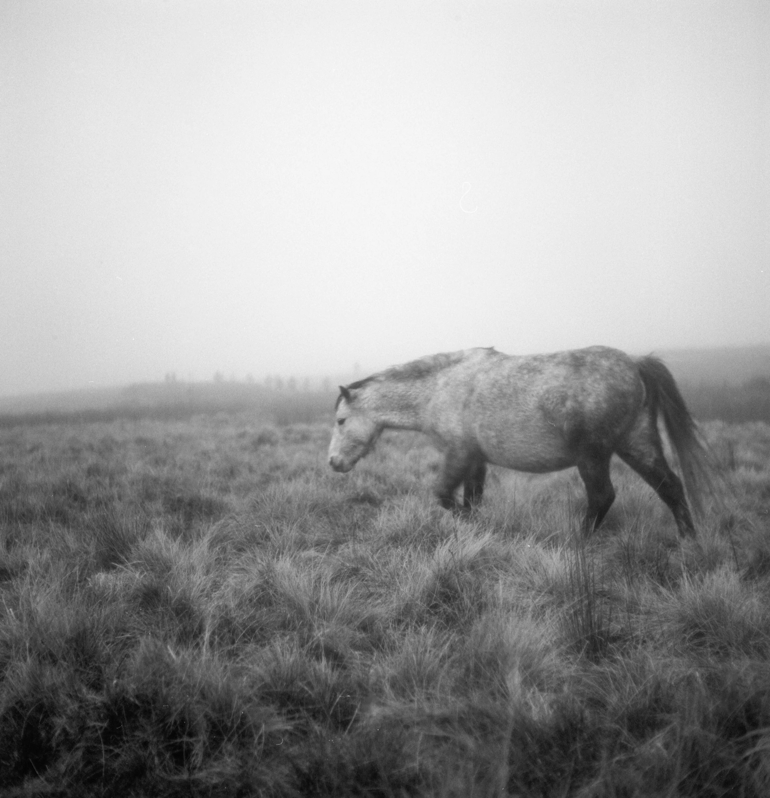 Black-and-white photo of a horse grazing in a foggy grass field.