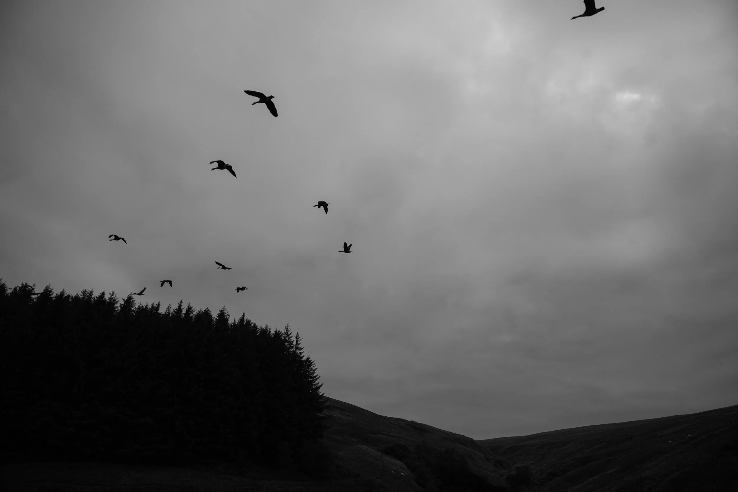 Black and white photo of several birds flying over a hilly landscape with trees, under a cloudy sky.