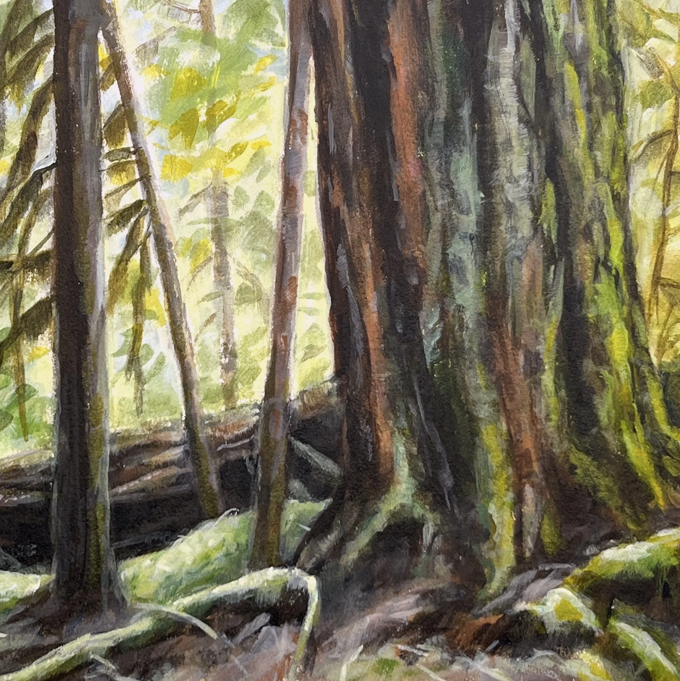 Mt Rainier NP Old Growth Doug Fir.jpg