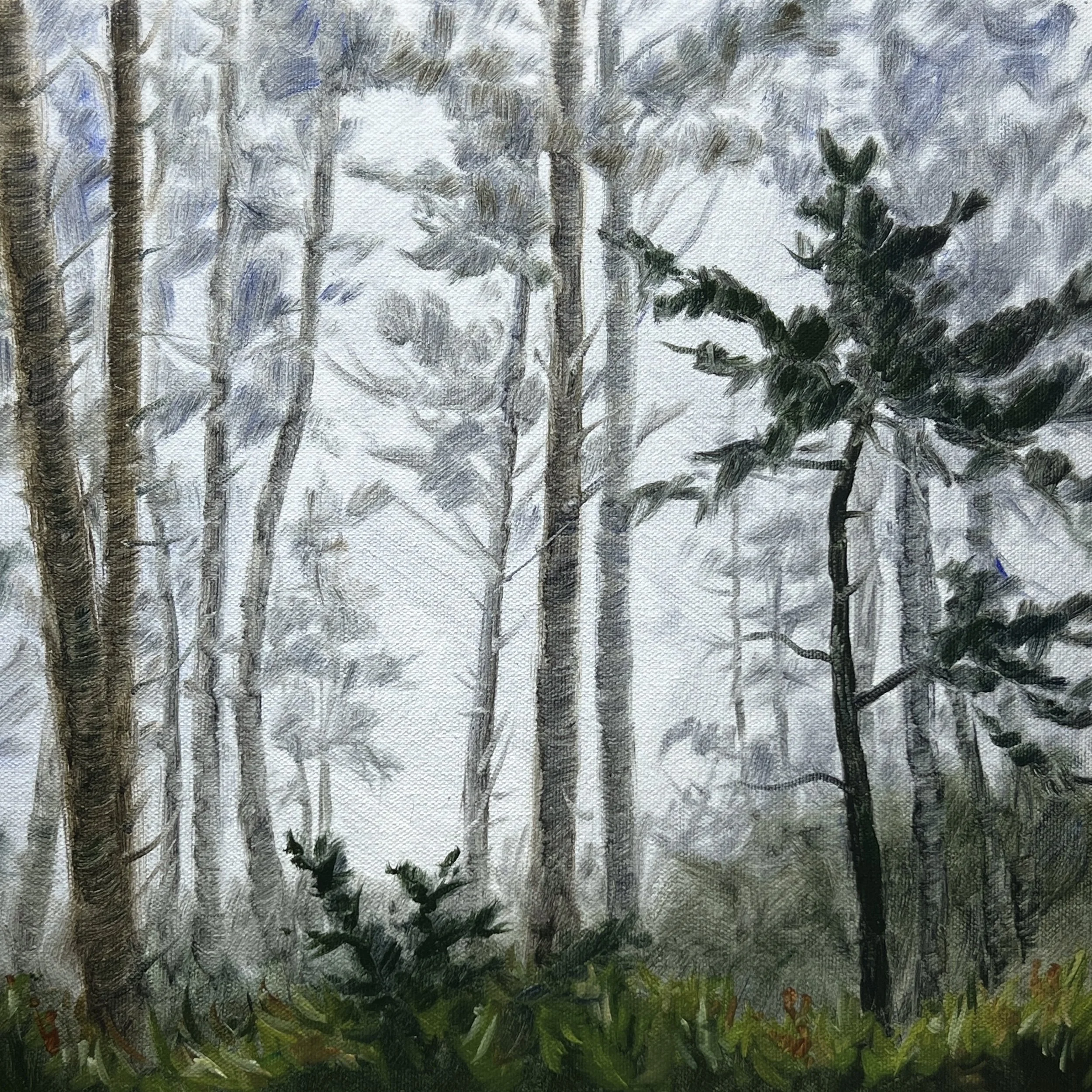 Forest Fog - Ecola State Park, Oil on Panel, 12 x 12 inches