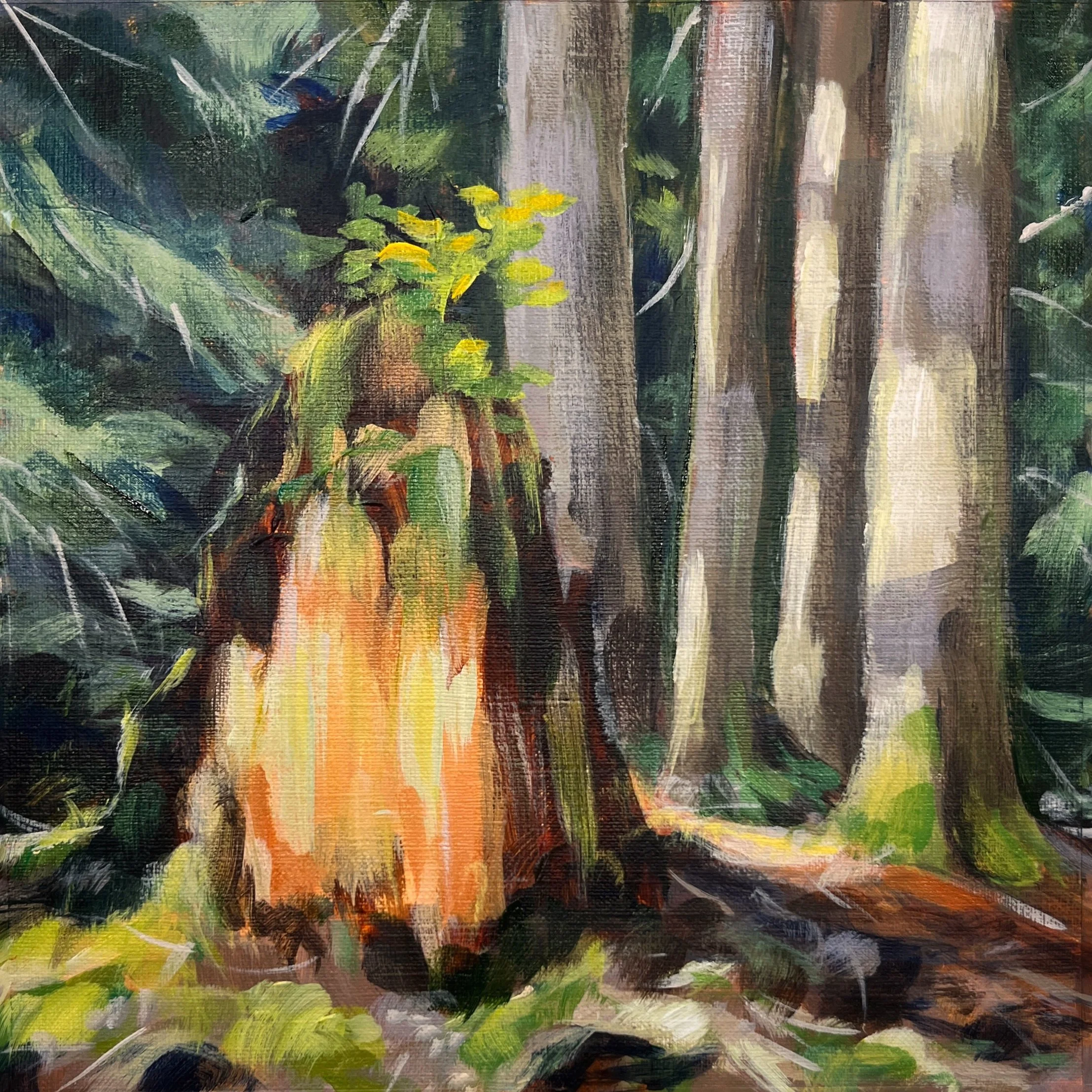 Mt Rainier stump and trees.JPG