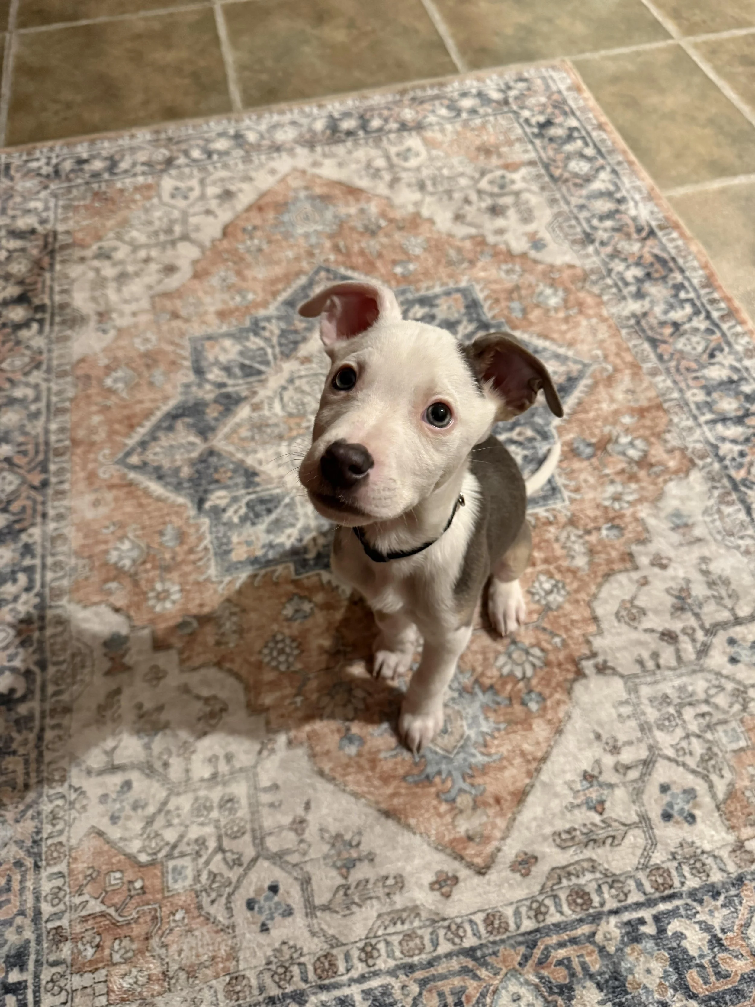 Goose in the Kitchen.jpg