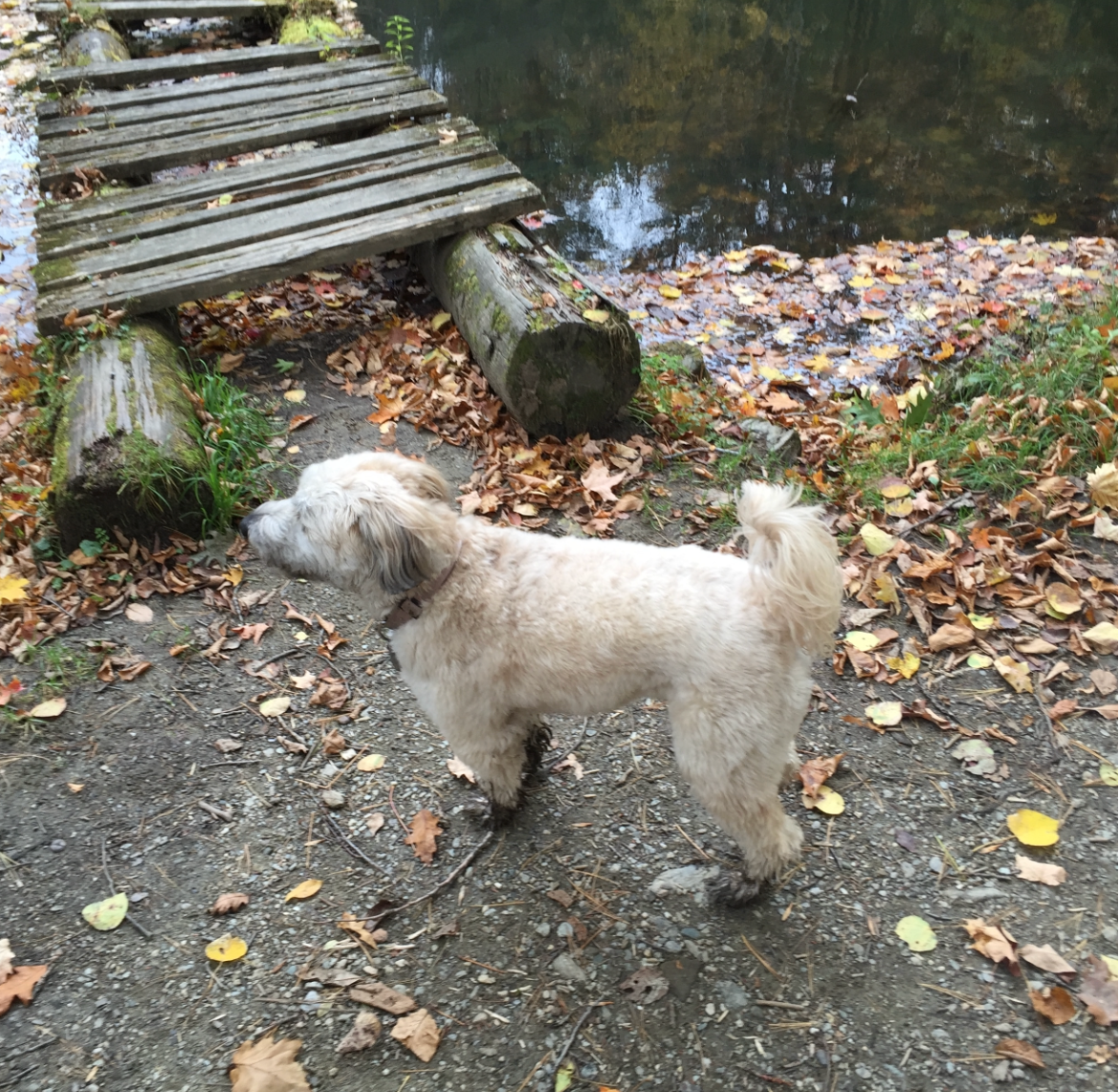 View recent photos.png