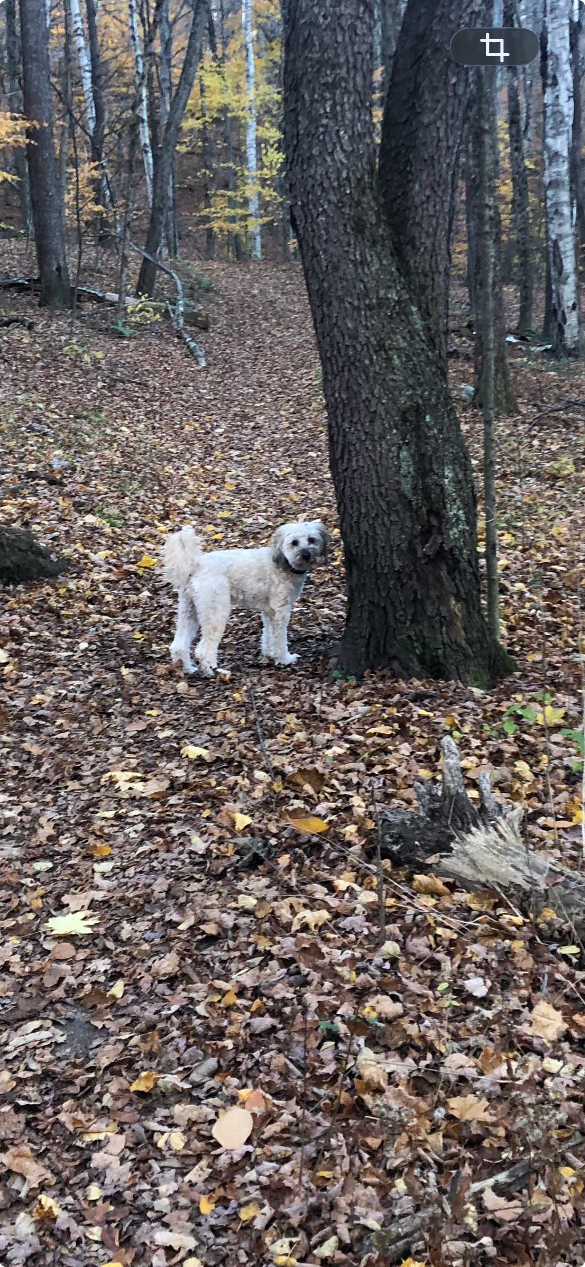 View recent photos (2).png