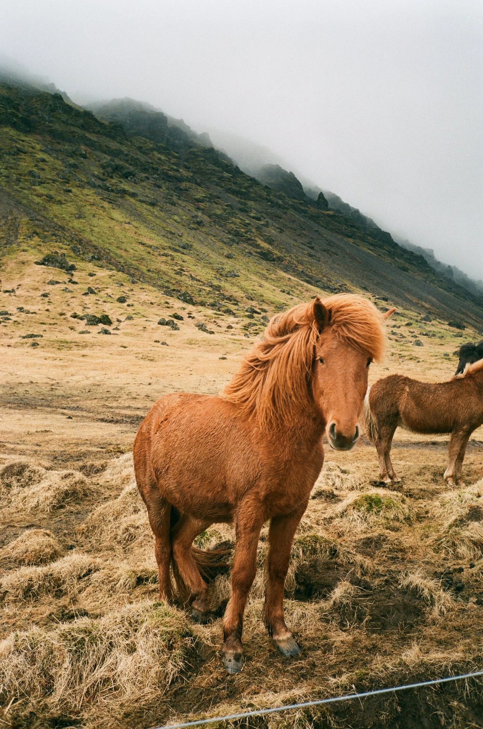 A brown horse with a flowing mane standing in a grassy field, with mountains covered in moss and fog in the background.