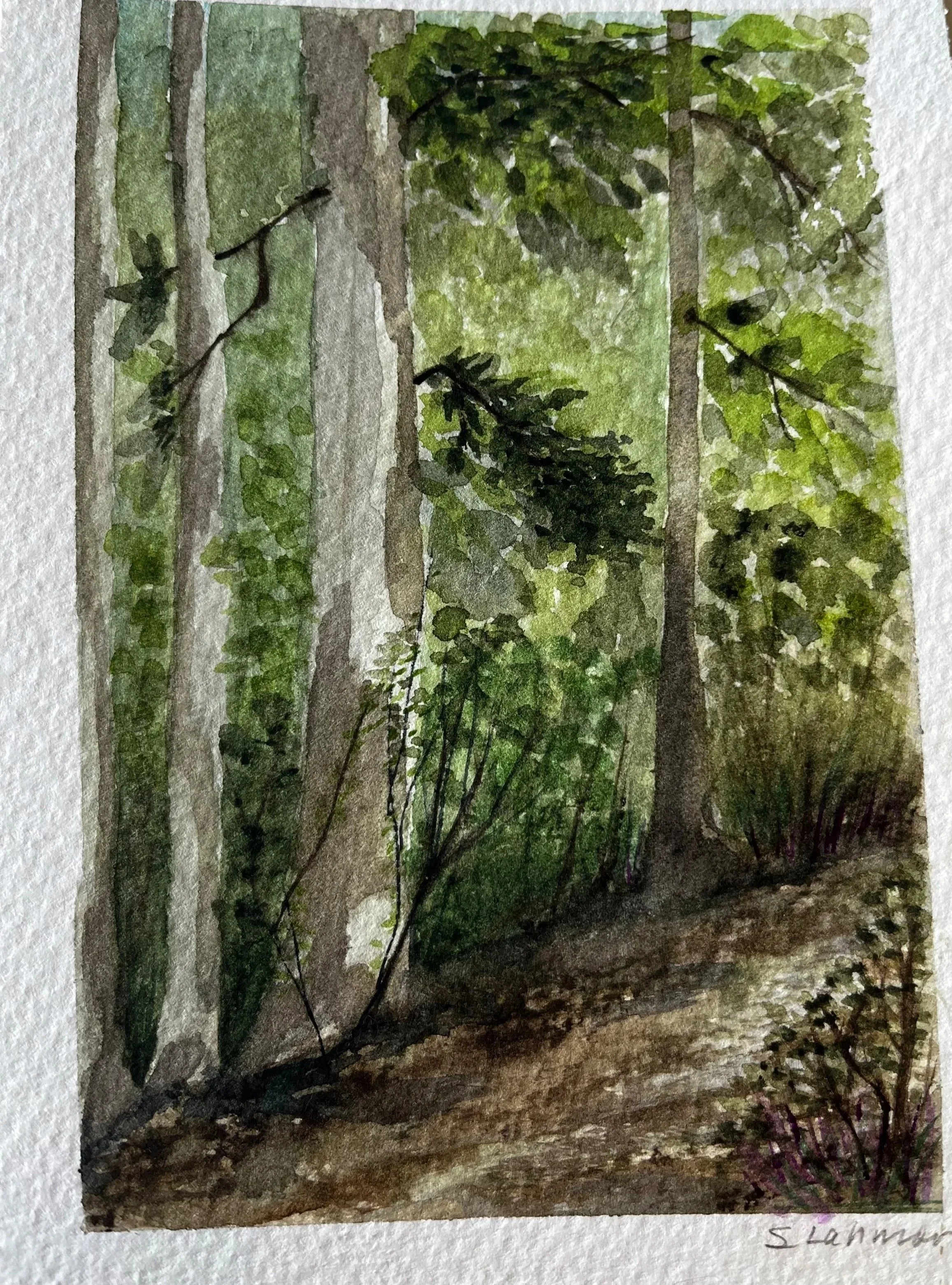 5x7 Sycamores