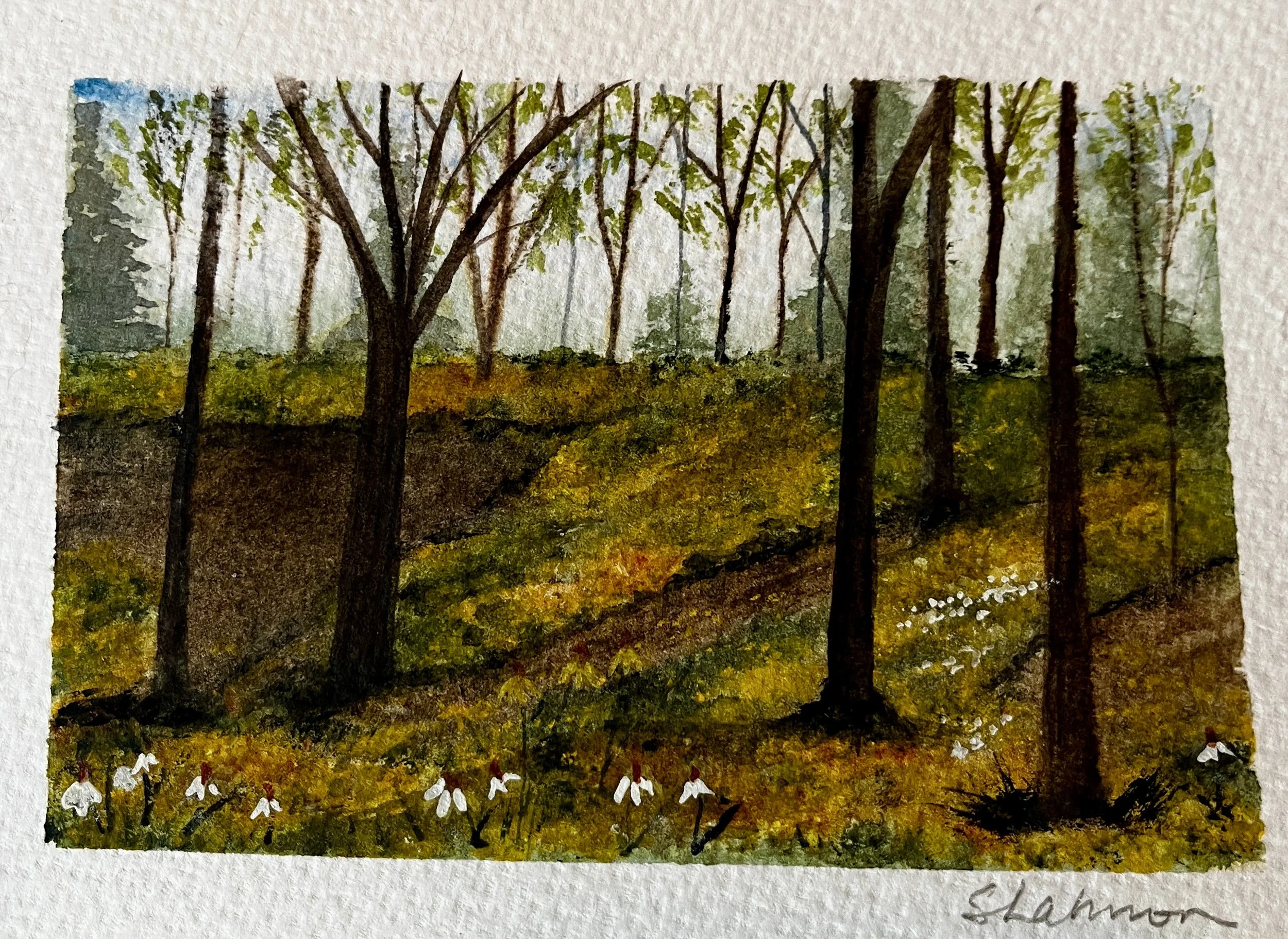 Woodland Daffodils | 5x7