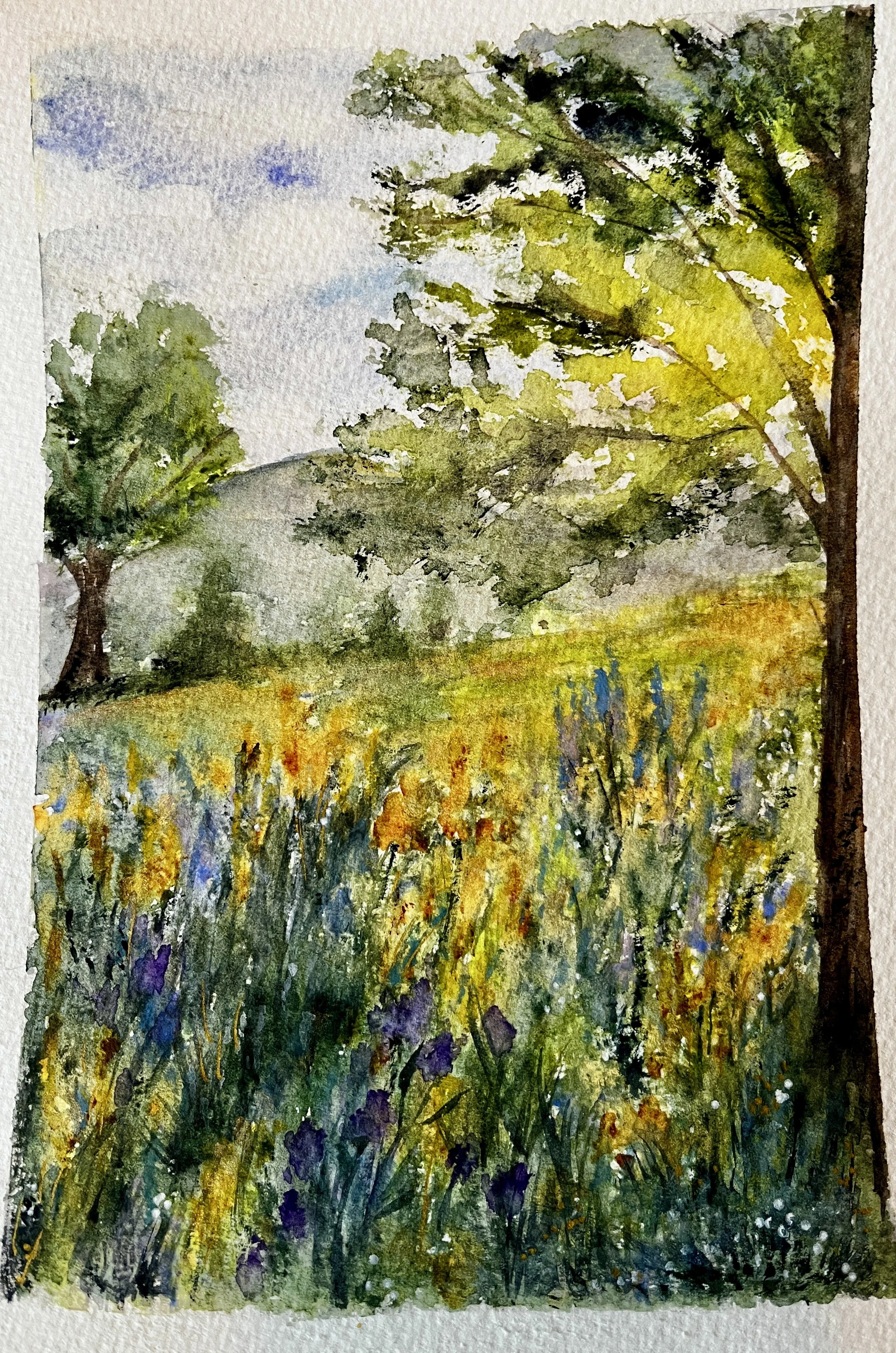 Golden Meadow | 7x10