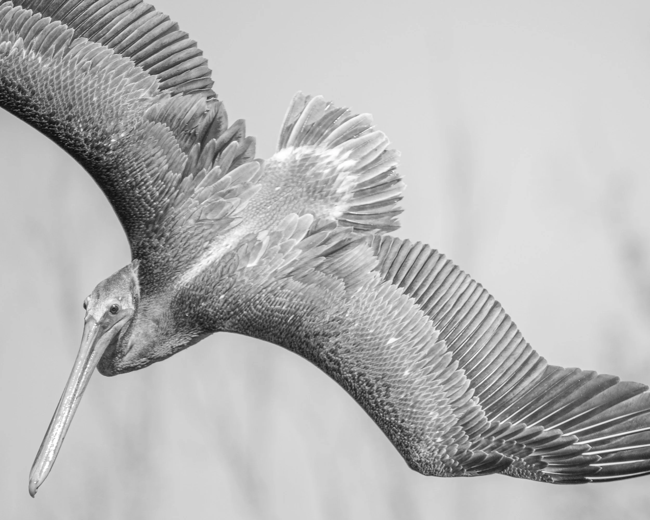 Momentum in Isolation

A brown pelican tightly banks with its wings fully extended, shown in black and white against a softly blurred background.