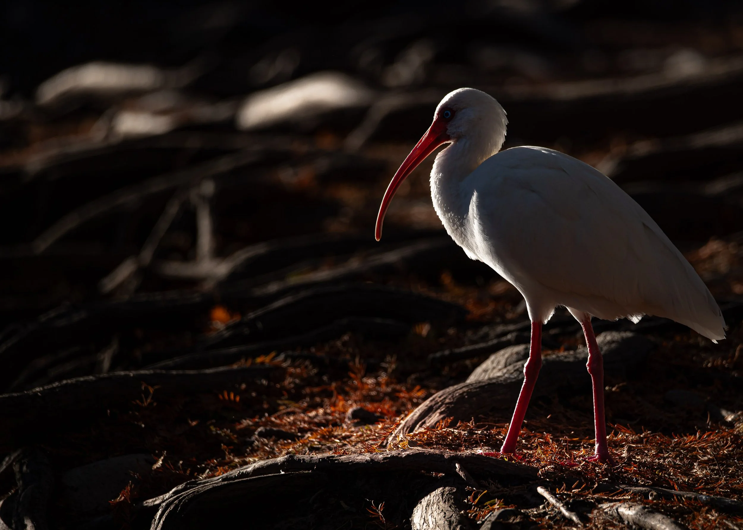 Stark Stoicism

A white ibis stands on exposed cypress tree roots in low light, its red bill and legs illuminated against a dark, shadowed background.