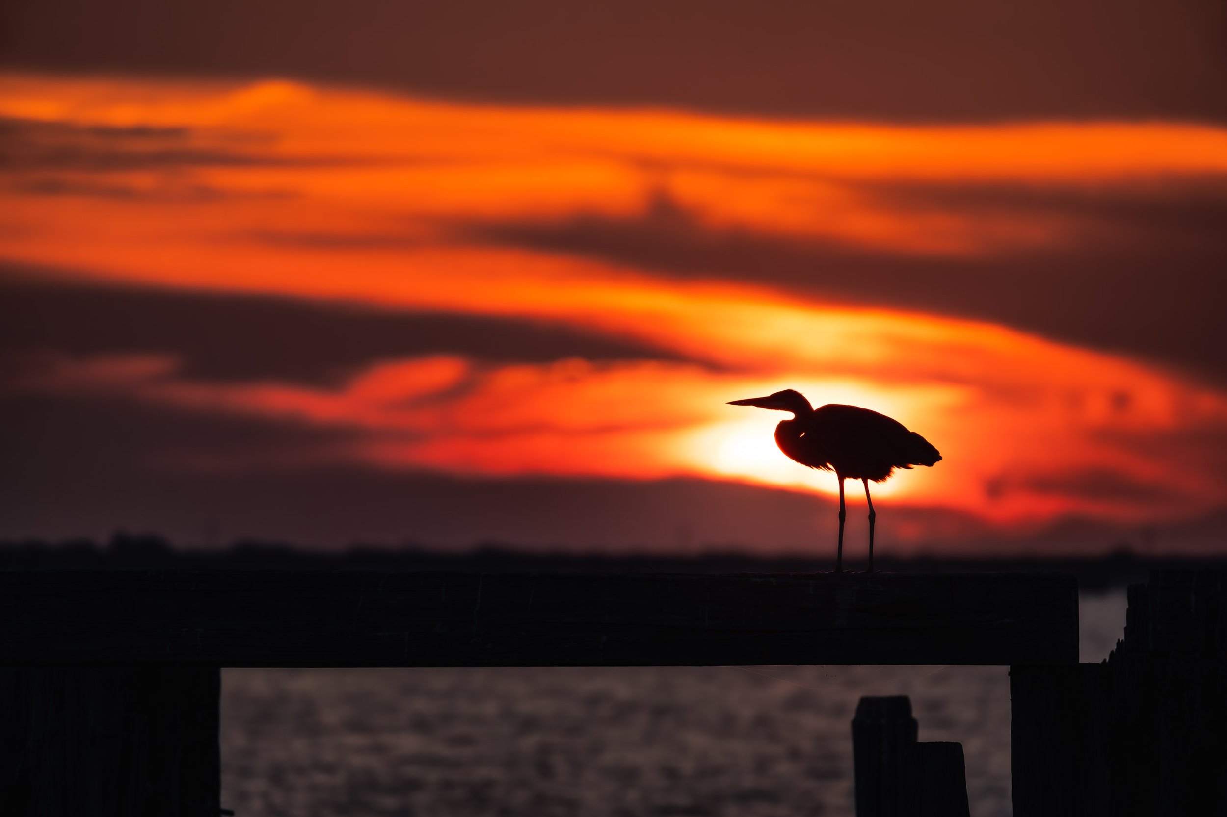 Embered Stillness

A heron stands in silhouette on a wooden dock at sunset, its profile outlined against a vivid orange and red sky above dark water.