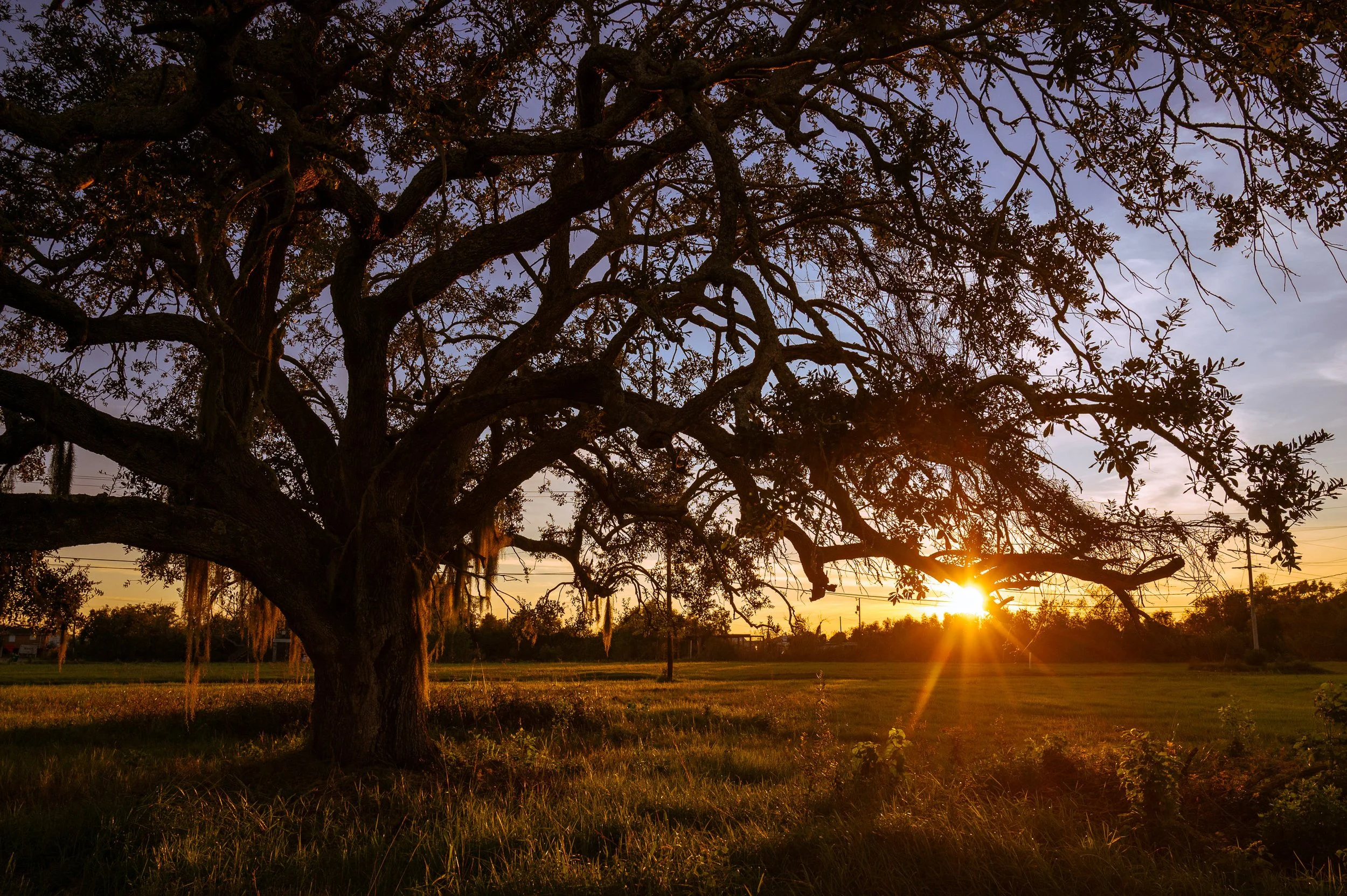 Rooted in Light

Large live oak tree at sunset in Jean Lafitte, Louisiana, with warm golden sunlight filtering through branches and Spanish moss over open grass.
