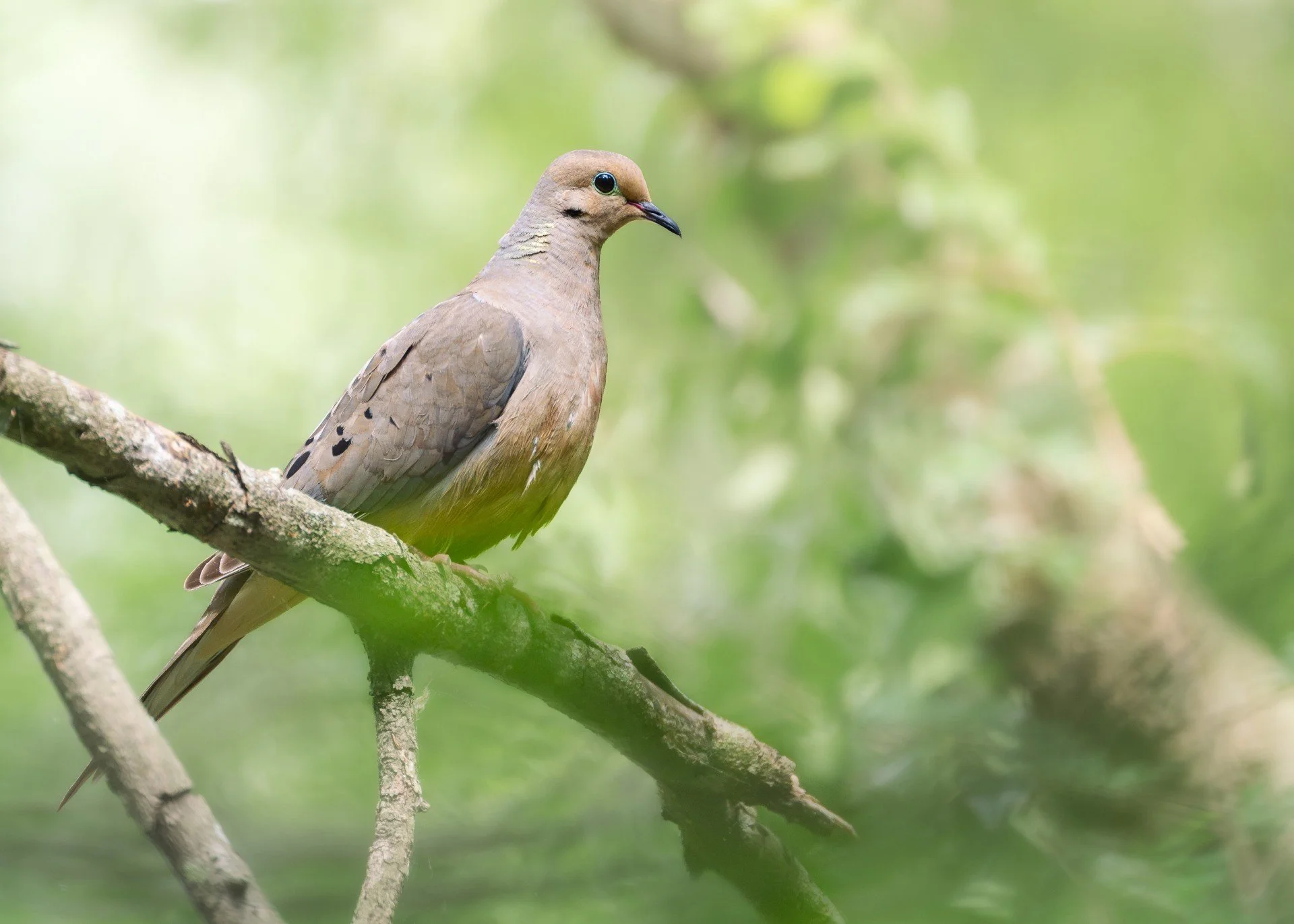 Veiled Serenity

A mourning dove perches in a tree before a soft green background.
