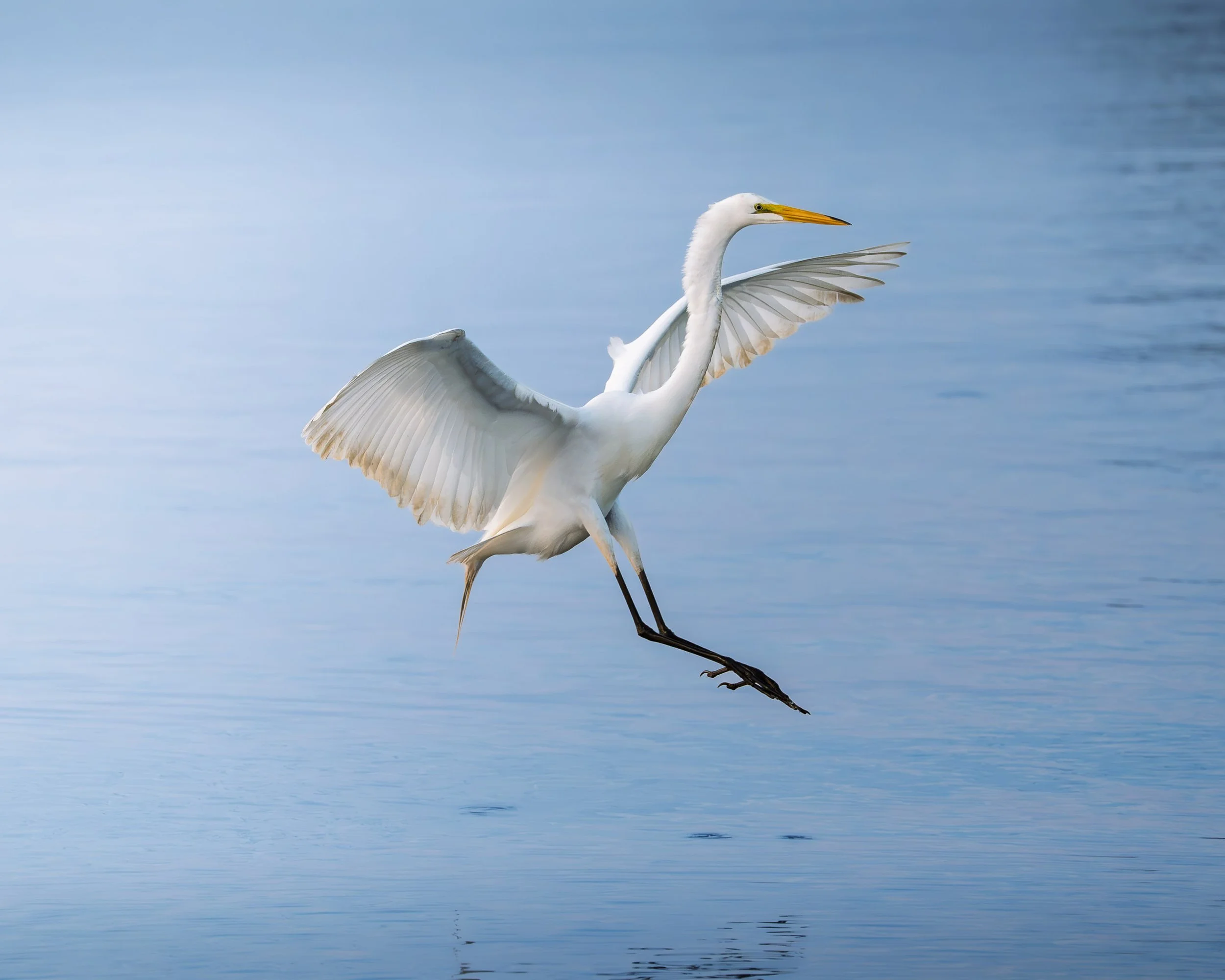 Fluid Alighting

A great egret descends toward still water with its wings spread and legs extended, suspended just above the smooth blue surface.