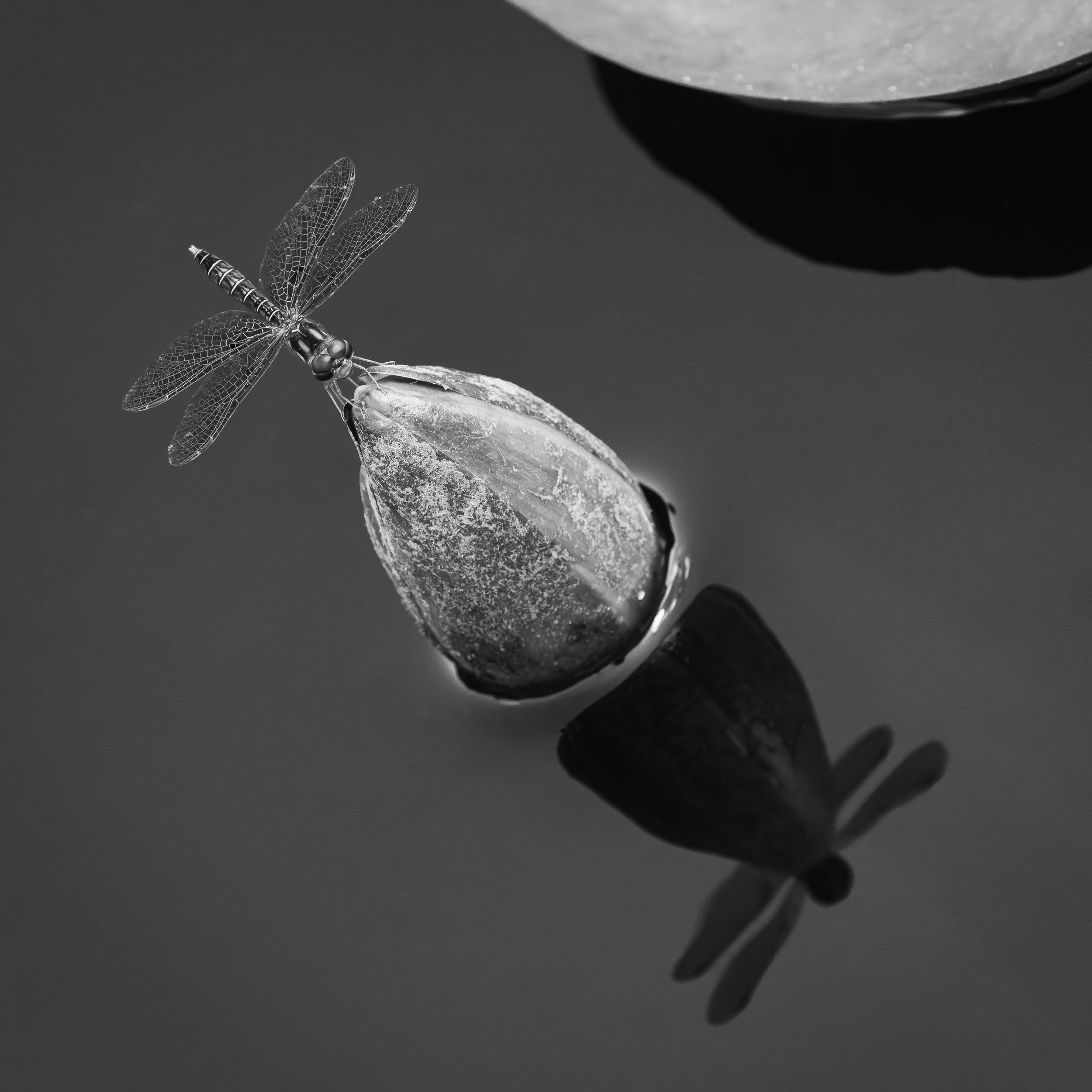 Momentary Ornament

Black and white image of an eastern amberwing dragonfly resting on a floating waterlily bud in still water, its delicate wings and reflection visible against a smooth, dark surface.