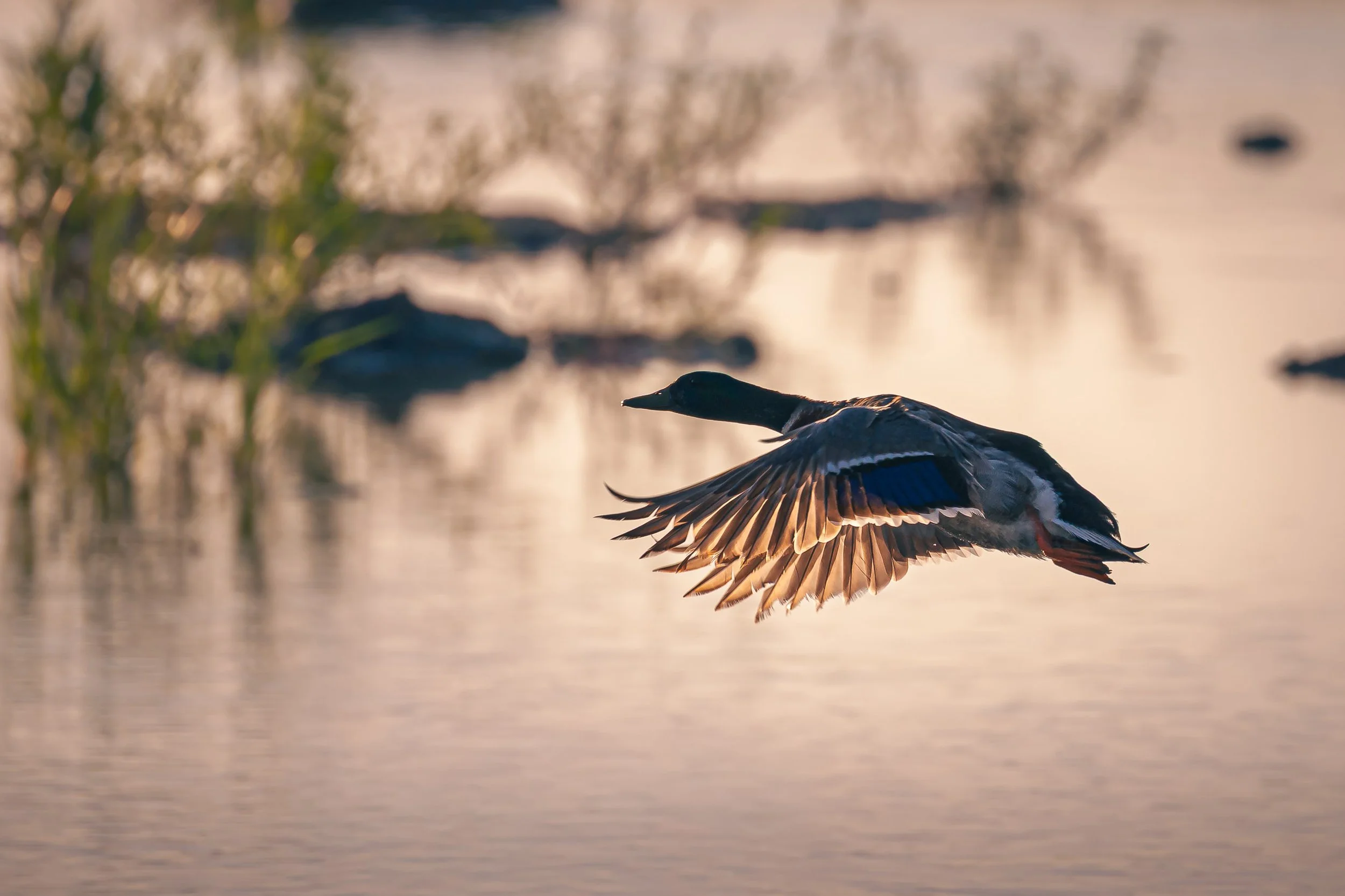 Softly Aloft

A female mallard flies low over calm water at sunset, her wings extended and backlit by warm light reflecting off the surface.