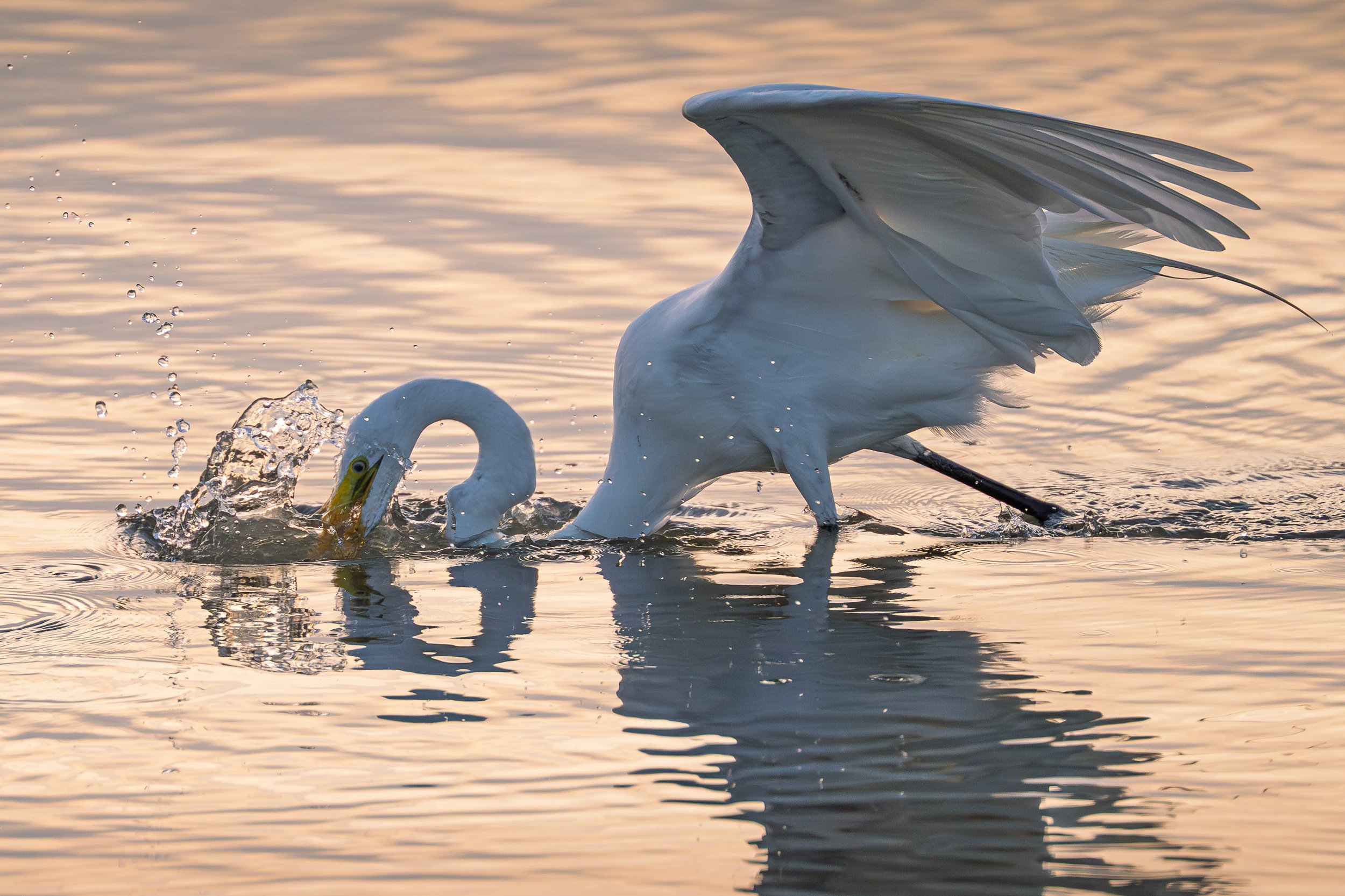 Grace and Precision

A great egret strikes into shallow water at sunset, wings lifted and droplets splashing around its curved neck and yellow bill.