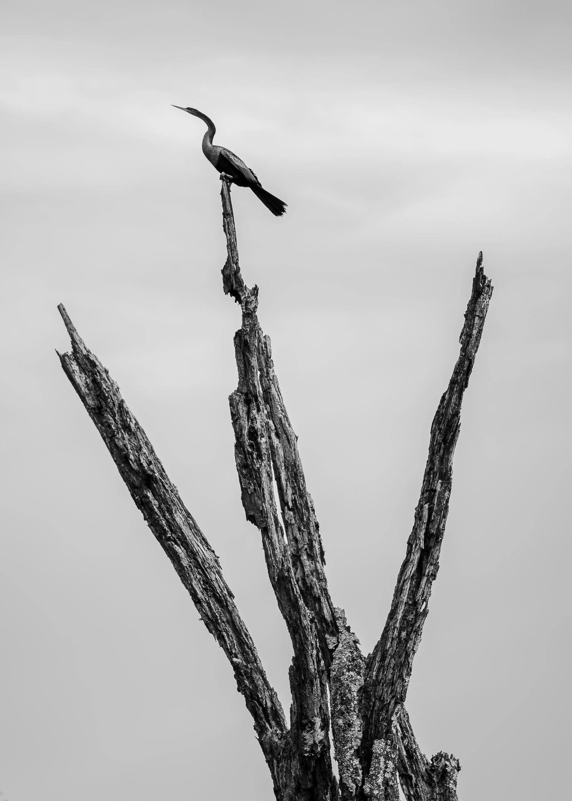 Solitary Resolve

An anhinga perches atop a tall, weathered tree trunk, shown in black and white against a pale, empty sky.