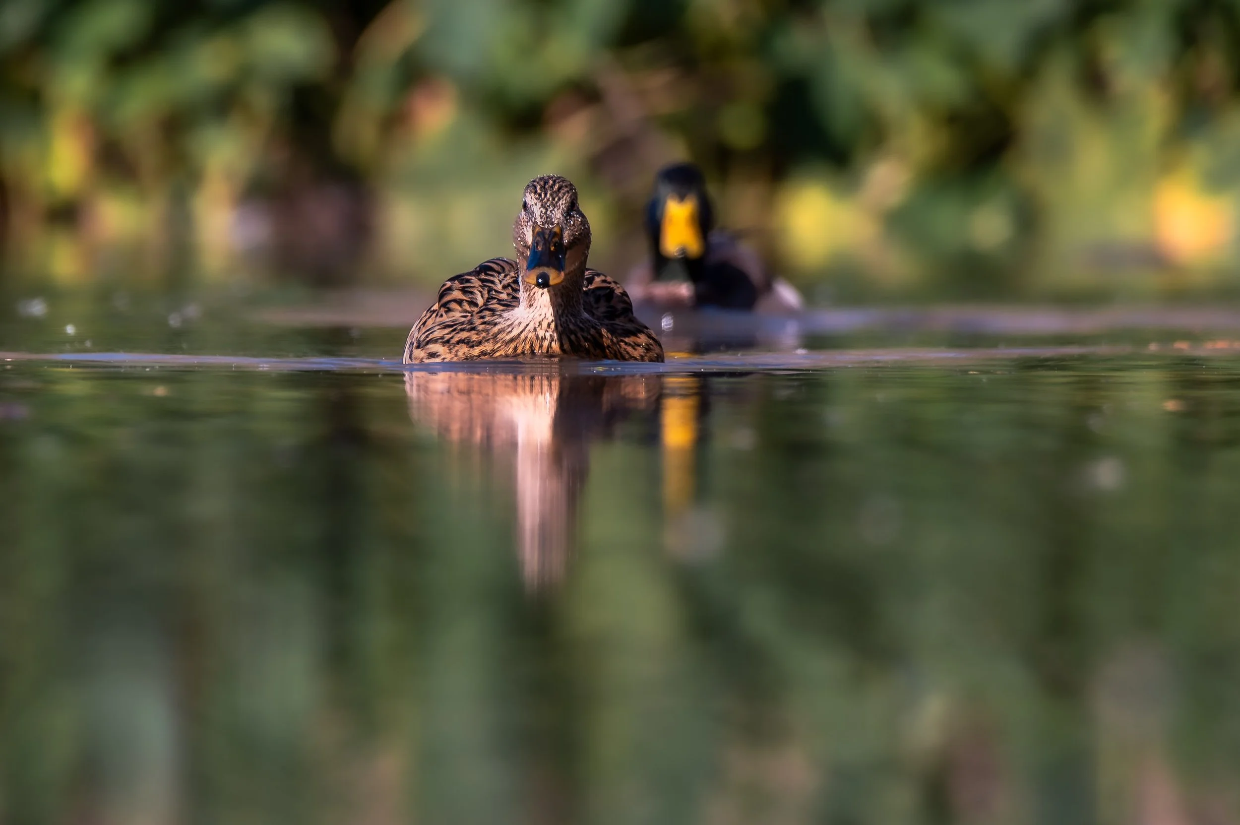Leading Lady

A low angle photograph of a female mallard swimming toward the camera across calm water, her reflection visible below, while a male mallard follows softly out of focus behind her.