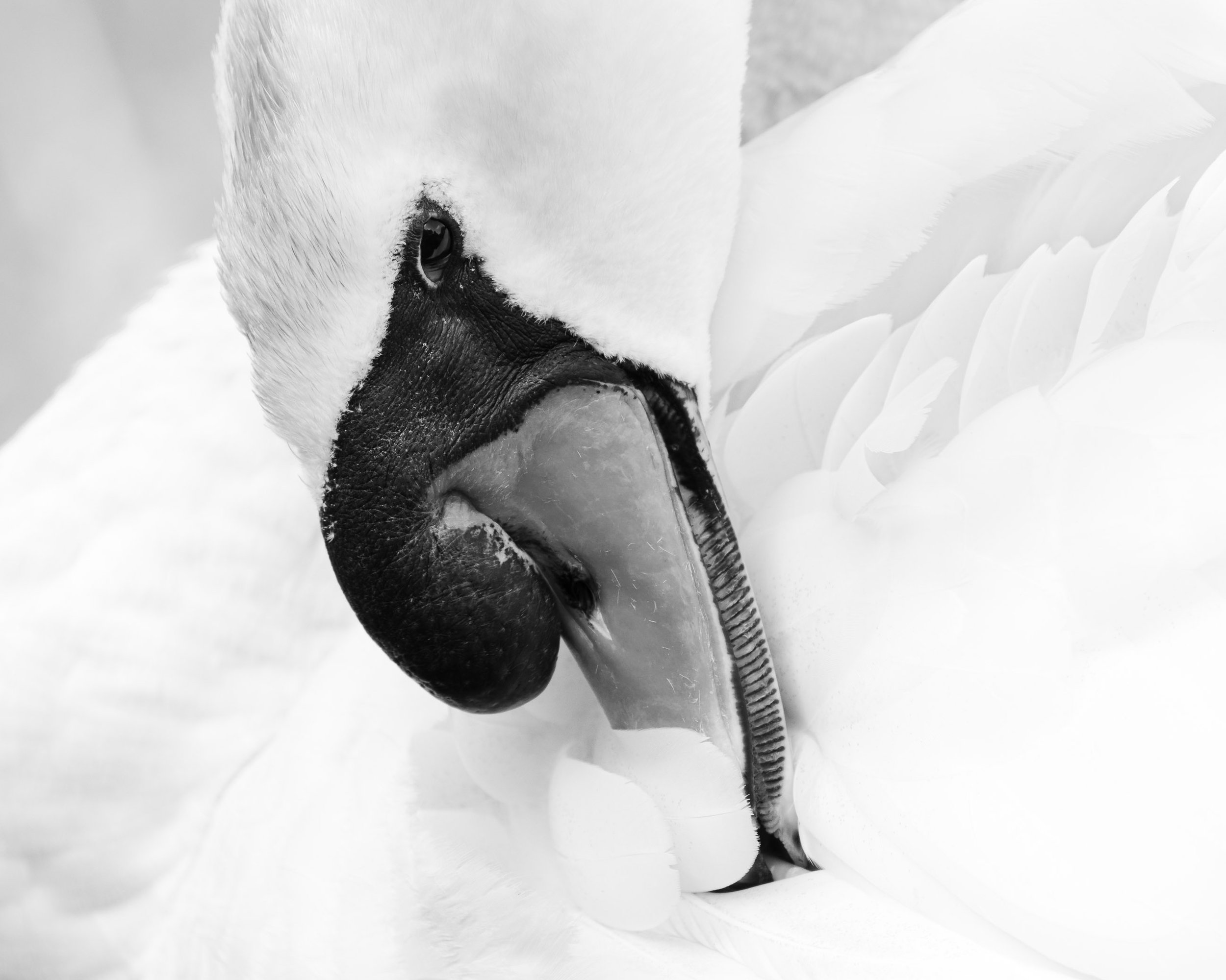 Lightest Touch

A mute swan preens its feathers in a close high key black-and-white portrait, its bill nestled gently within soft white plumage.