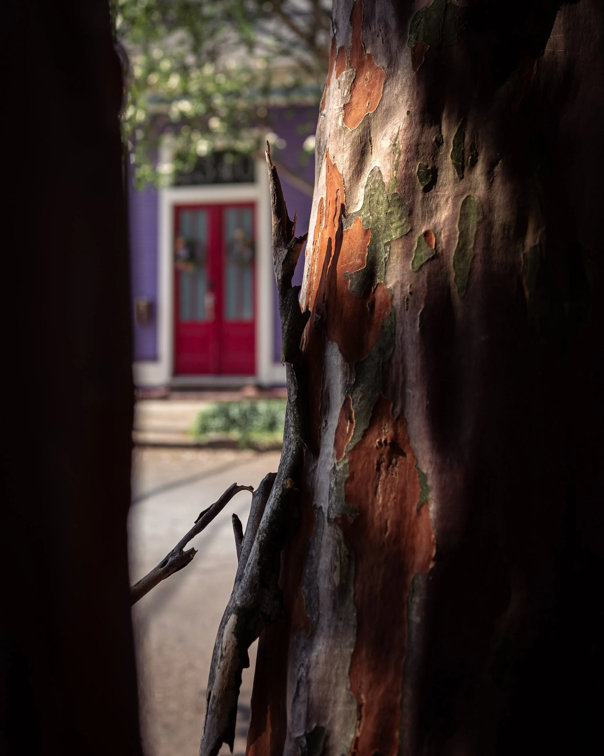 Peeled Back

Close view of a sunlit crepe myrtle trunk with peeling bark in tones of mauve, burnt orange, and olive green. In the background, softly out of focus, a purple building with a red double door is visible.