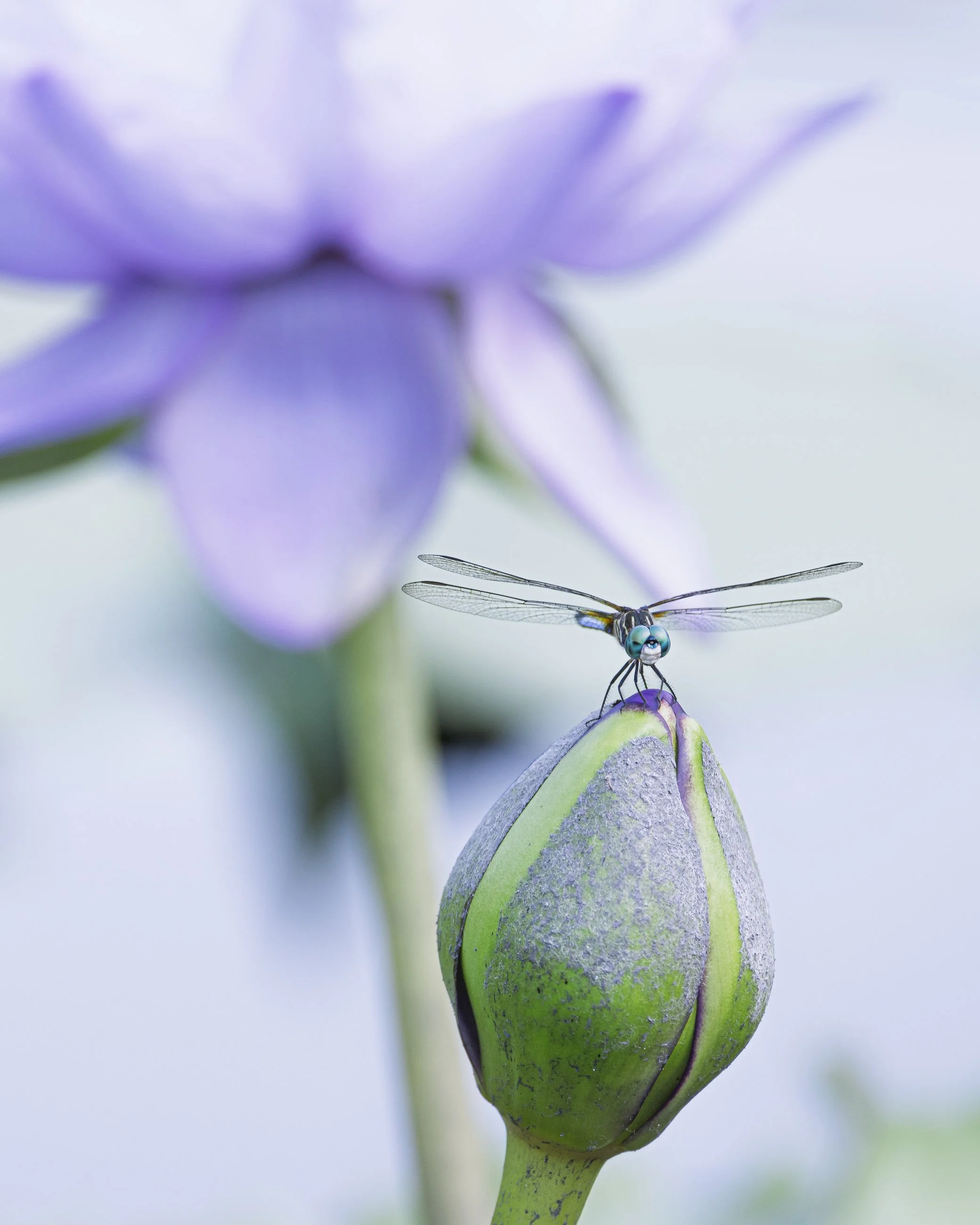 Static Poetry

A blue dasher dragonfly rests on the tip of a waterlily bud, its wings spread evenly, with a softly blurred purple blossom in the background.