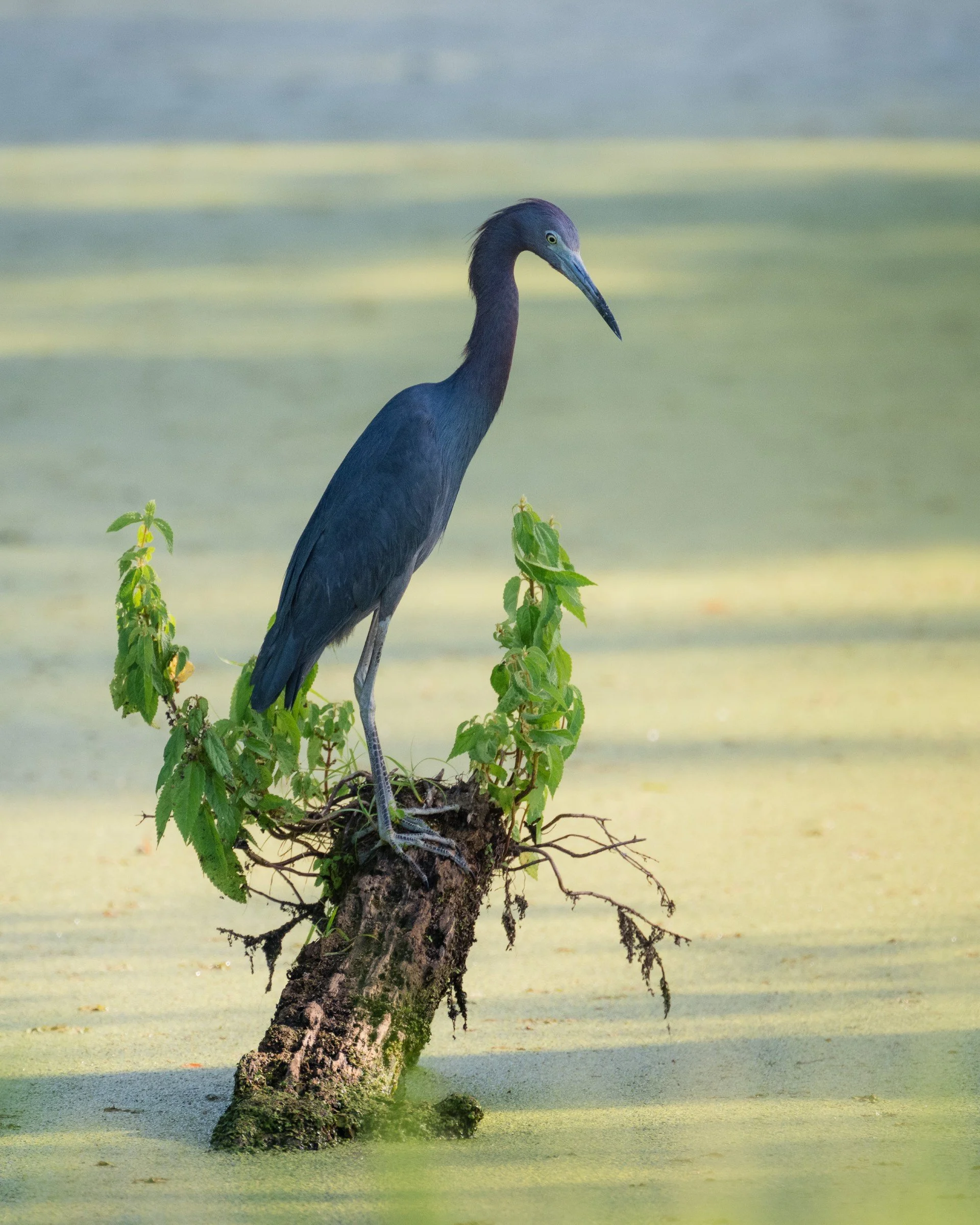 Sentinel in Blue

A little blue heron stands tall on a leafy stump in a duckweed-covered swamp.